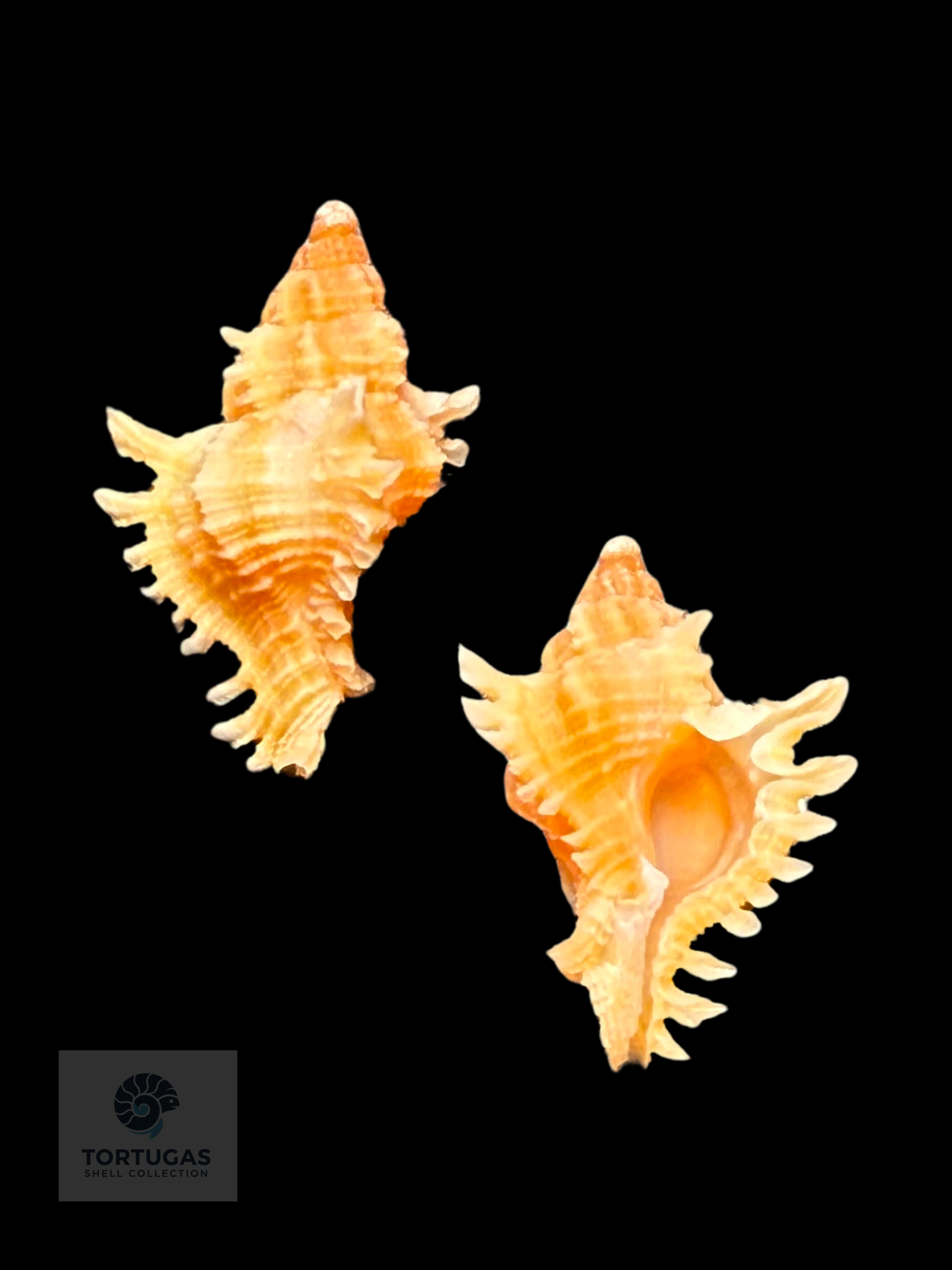 Chicoreus riverai – 12.5 mm – Pulley Ridge FQ