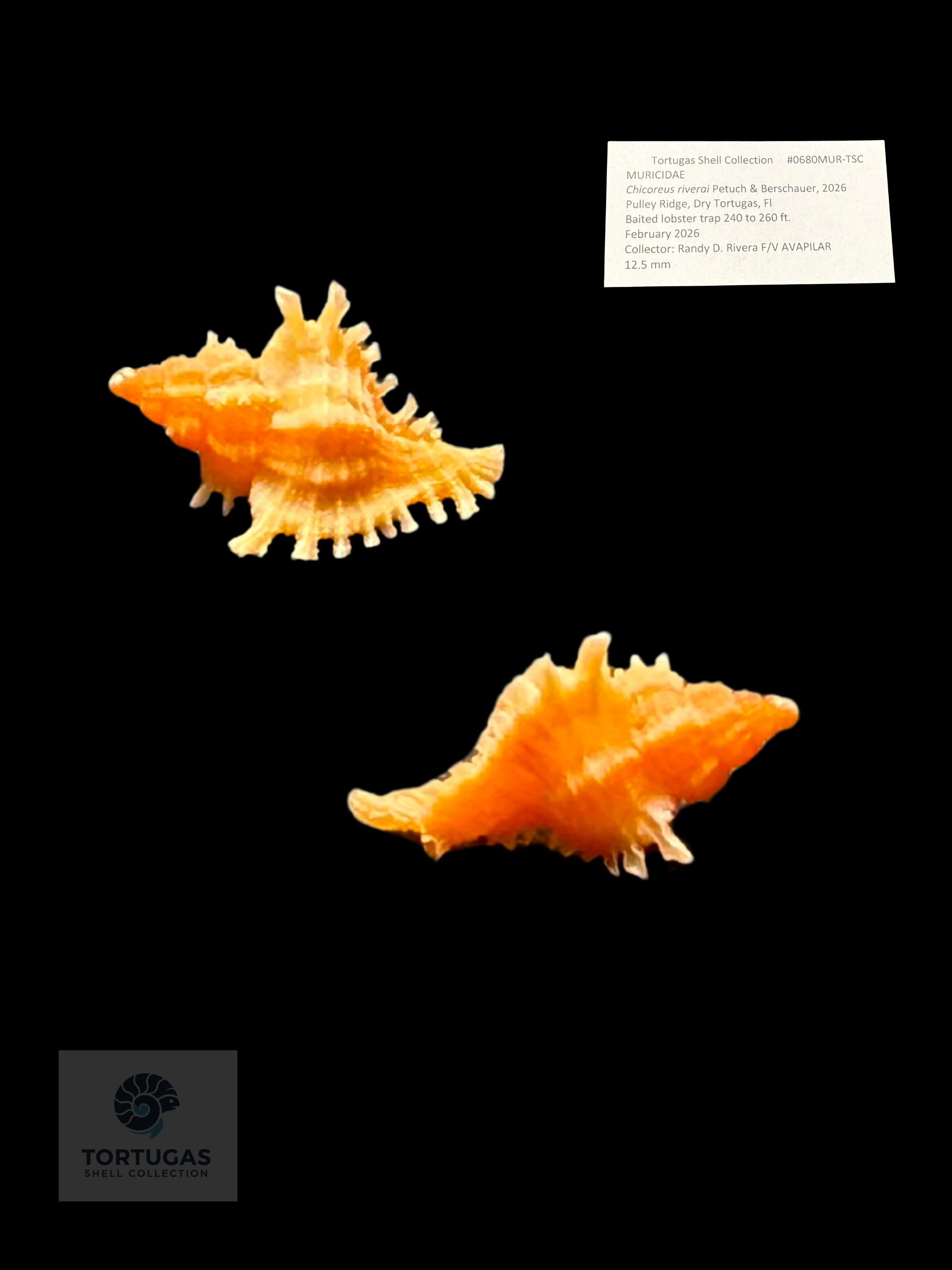 Chicoreus riverai – 12.5 mm – Pulley Ridge FQ