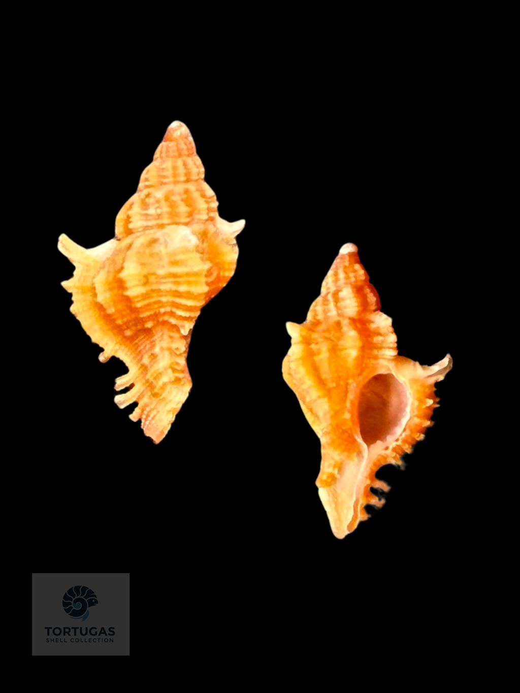 Chicoreus riverai Petuch & Berschauer, 2026 – 14.0 mm
