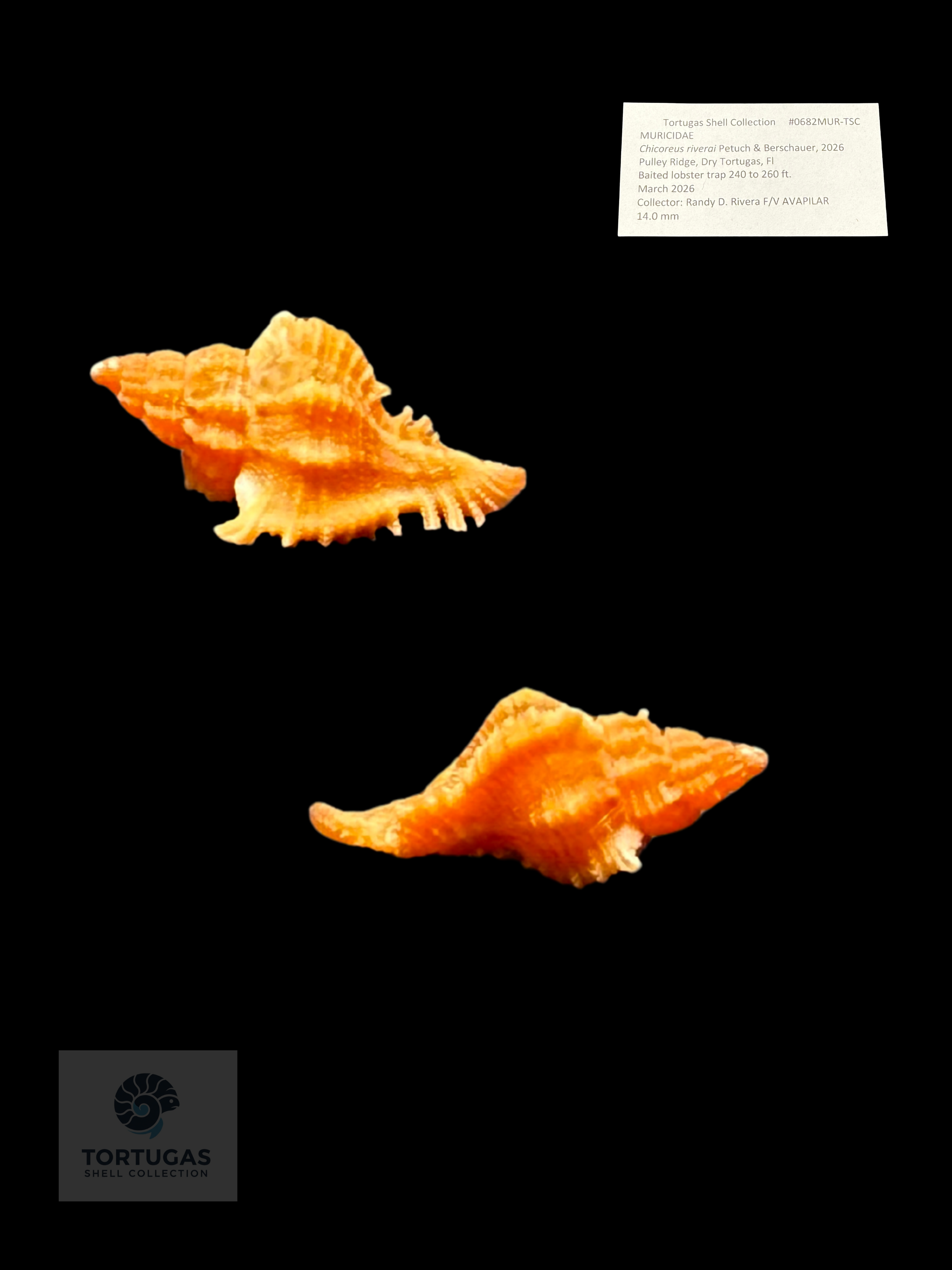 Chicoreus riverai Petuch & Berschauer, 2026 – 14.0 mm