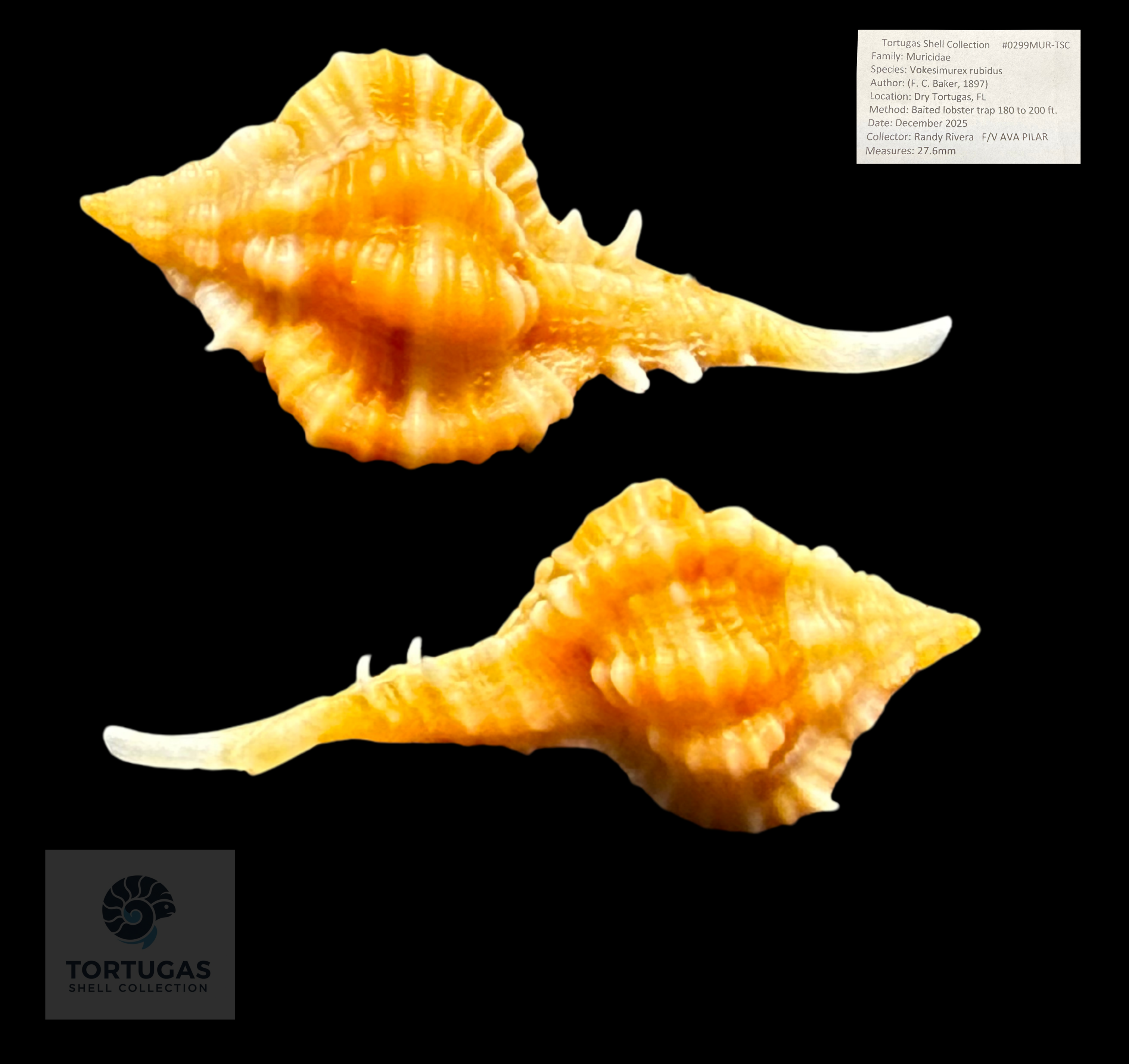 Rose murex-Vokesimurex rubidus 27.6 mm (1.09”) – Dry Tortugas – TSC #0299MUR-TSC