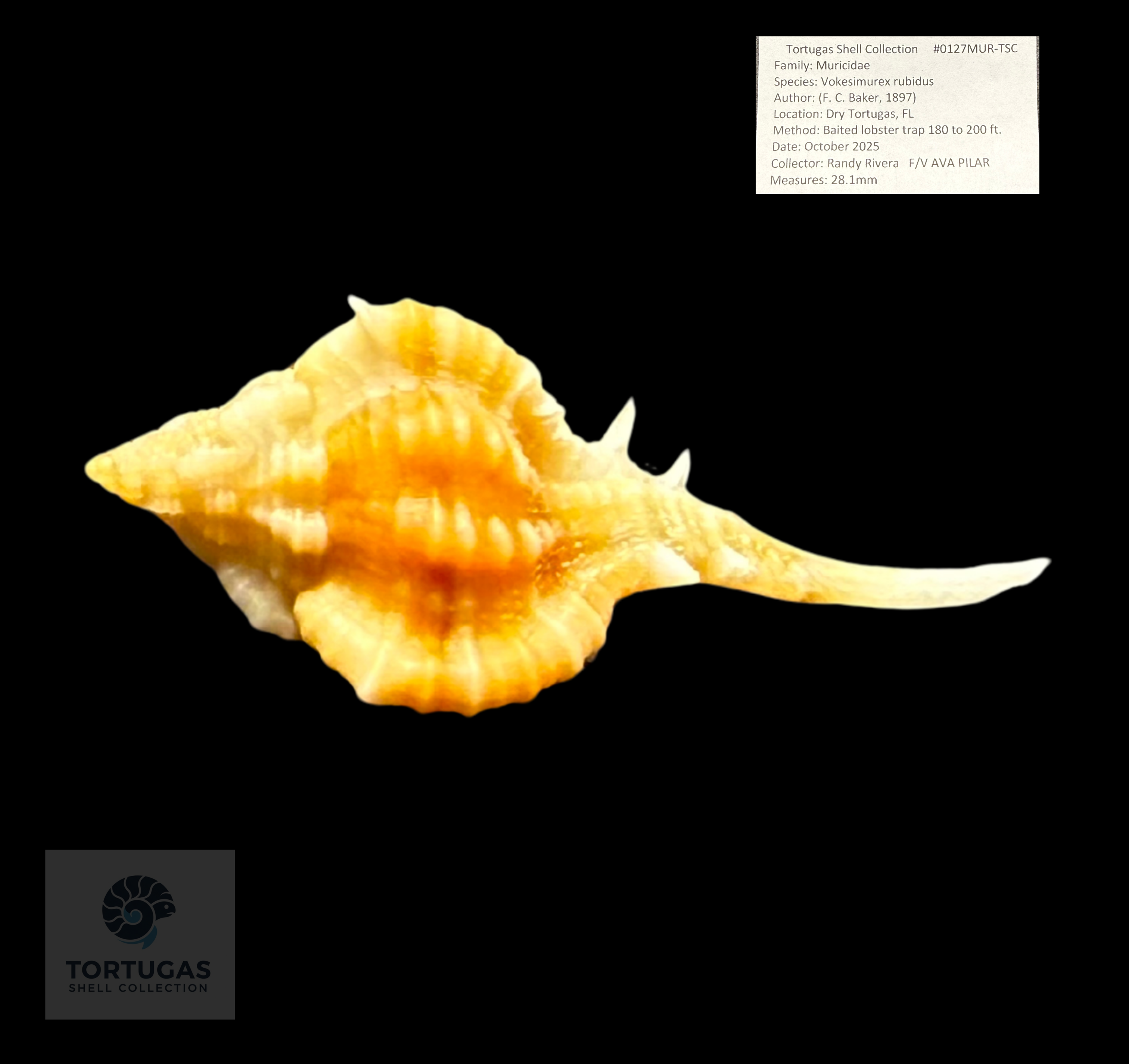 Vokesimurex rubidus 28.1 mm (1.11”) – Gem Quality – TSC #0127MUR-TSC