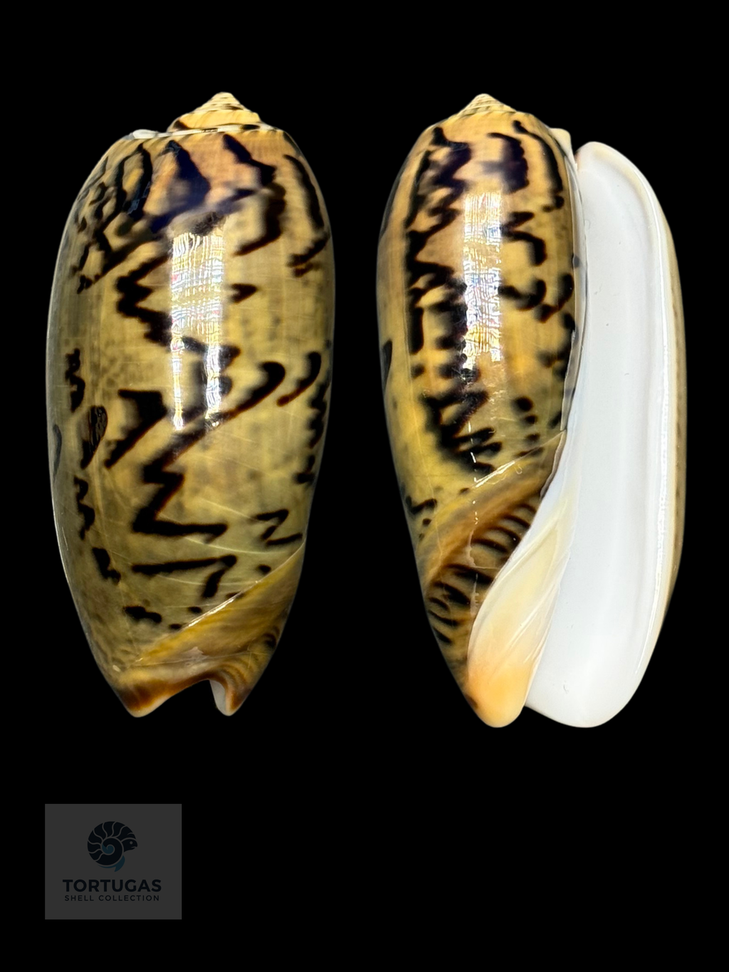 Oliva vidua 53.65mm F++ Indonesia