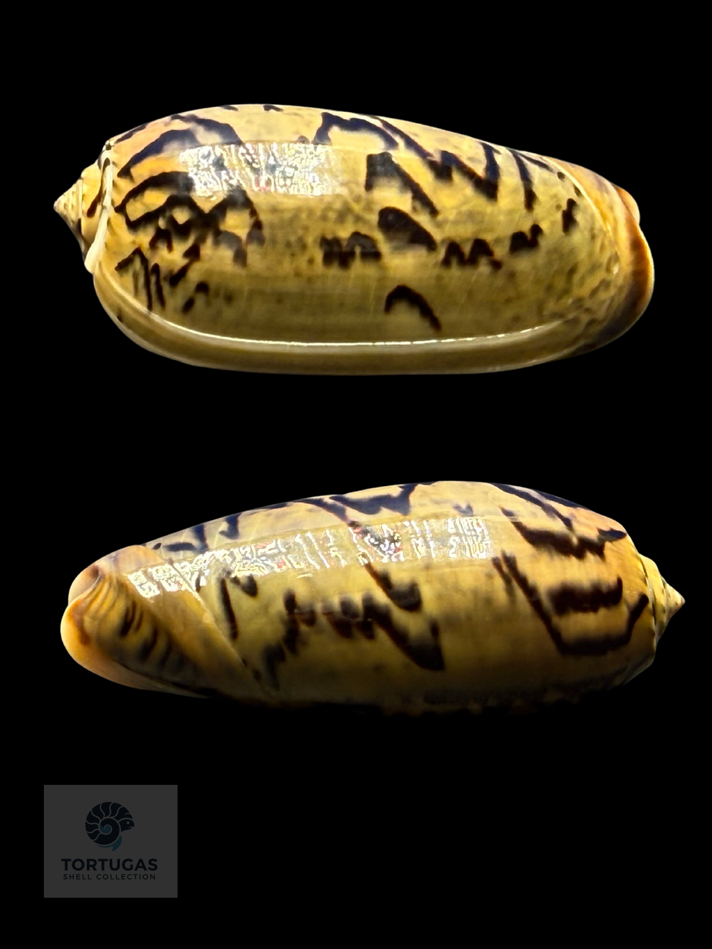 Oliva vidua 53.65mm F++ Indonesia