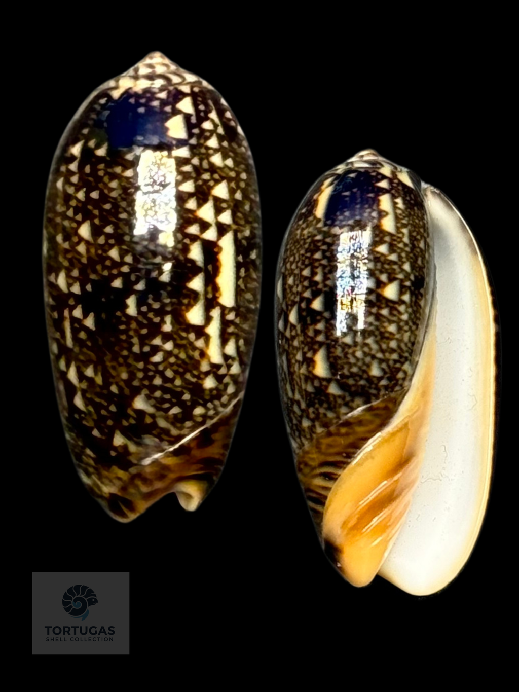 Oliva reticulata 33.01mm F++ Indonesia