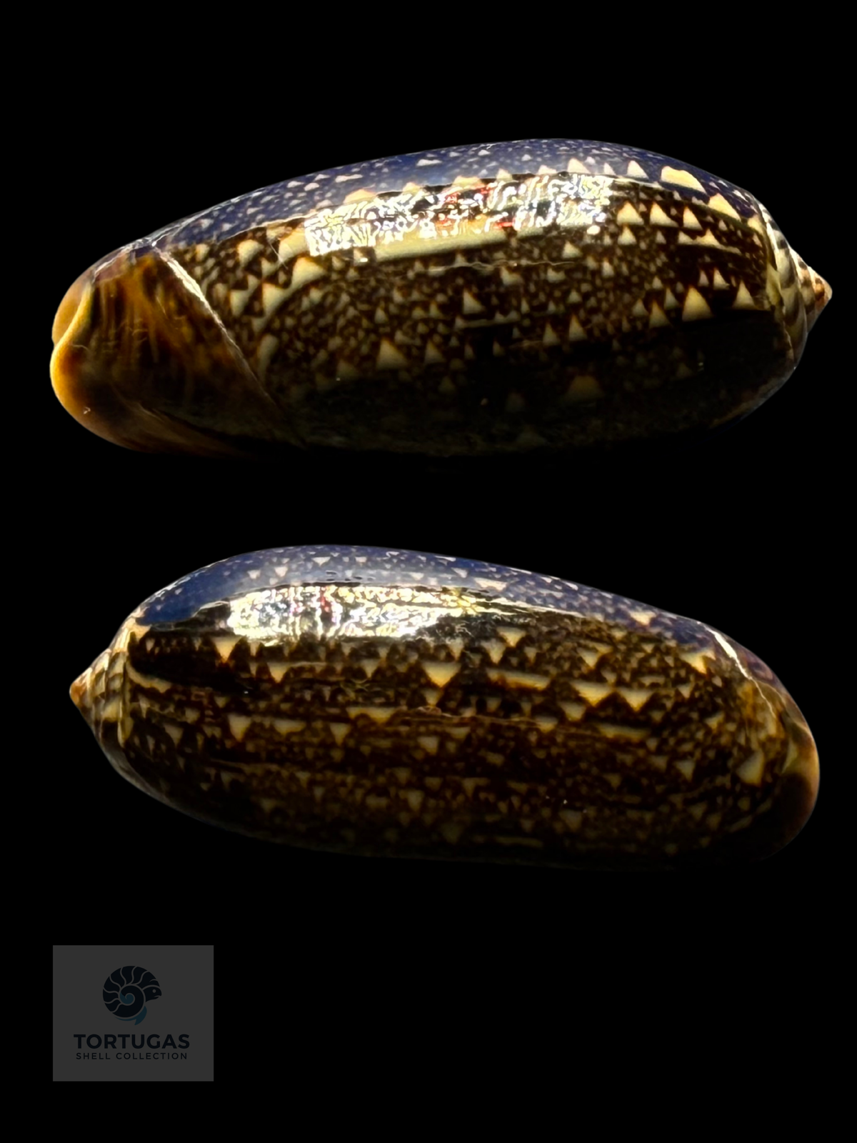 Oliva reticulata 33.01mm F++ Indonesia