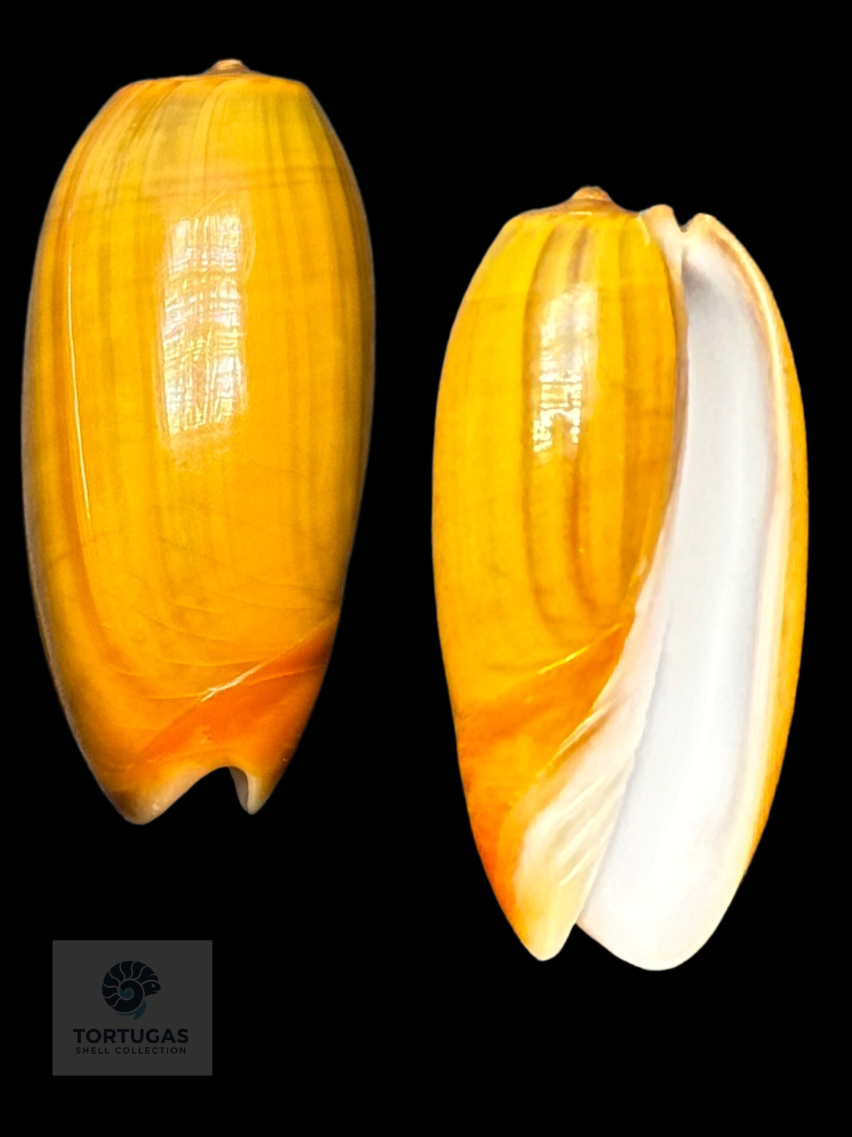 Oliva vidua f. aurata 45.77mm F++/Indonesia