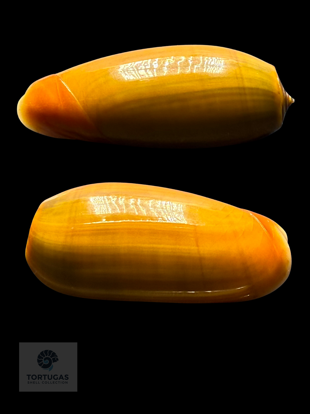 Oliva vidua f. aurata 45.77mm F++/Indonesia