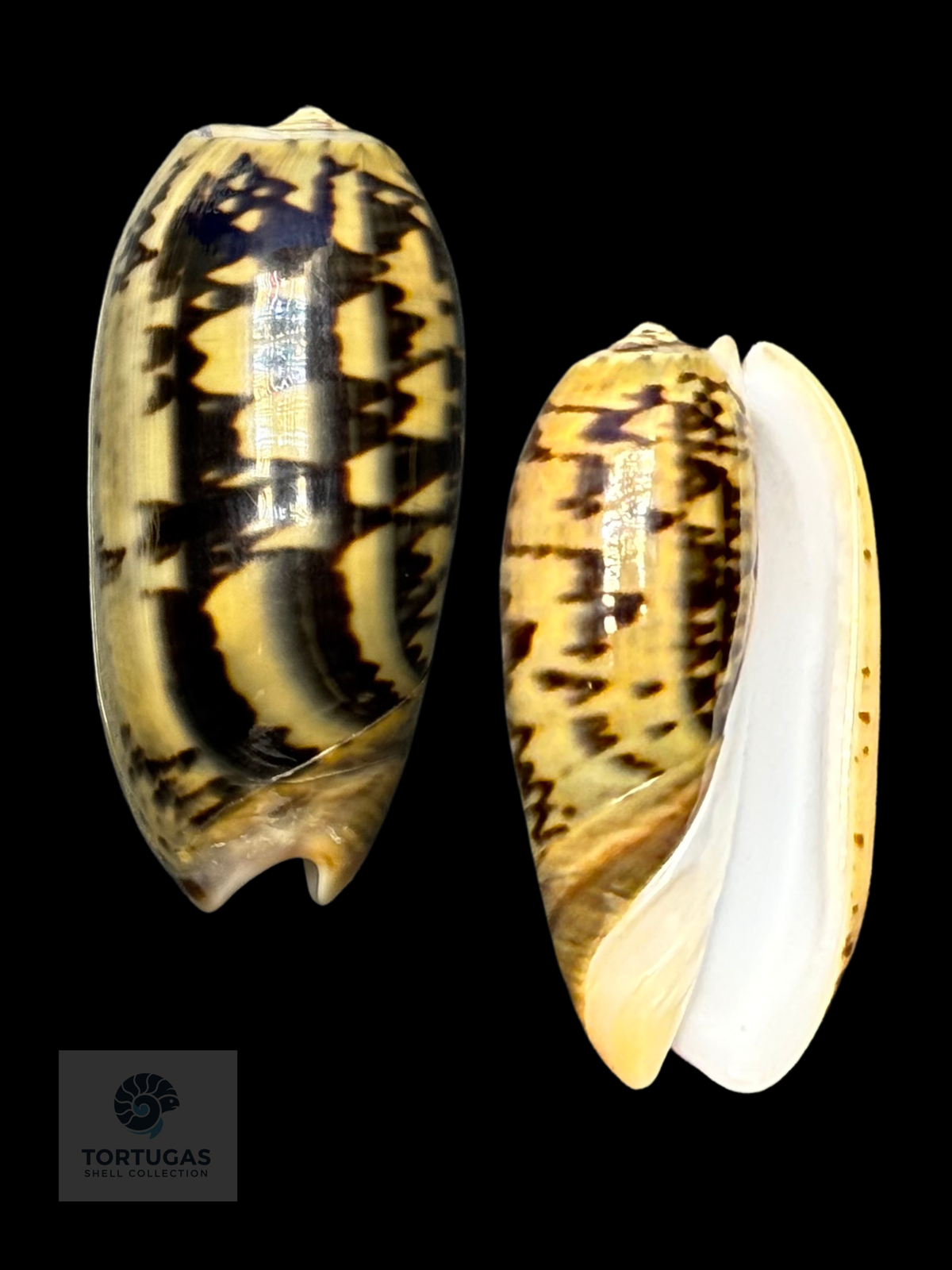 Oliva vidua 47.38mm F++/Gem Indonesia