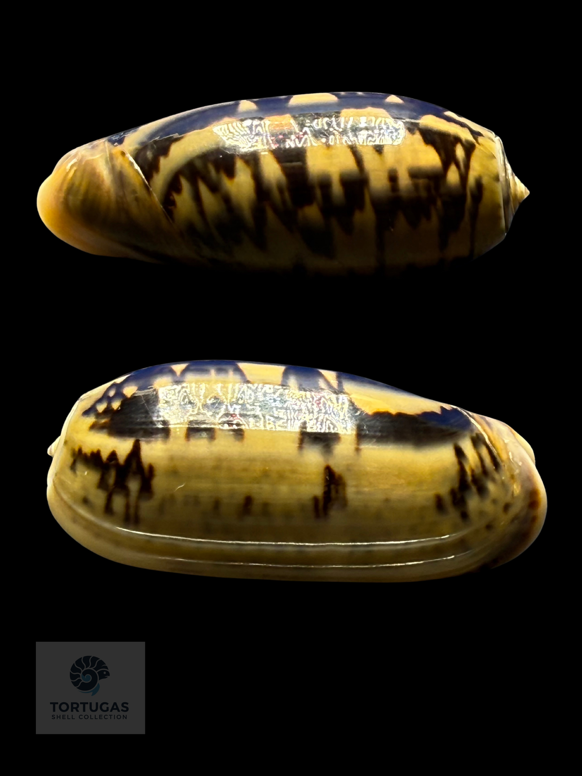 Oliva vidua 47.38mm F++/Gem Indonesia
