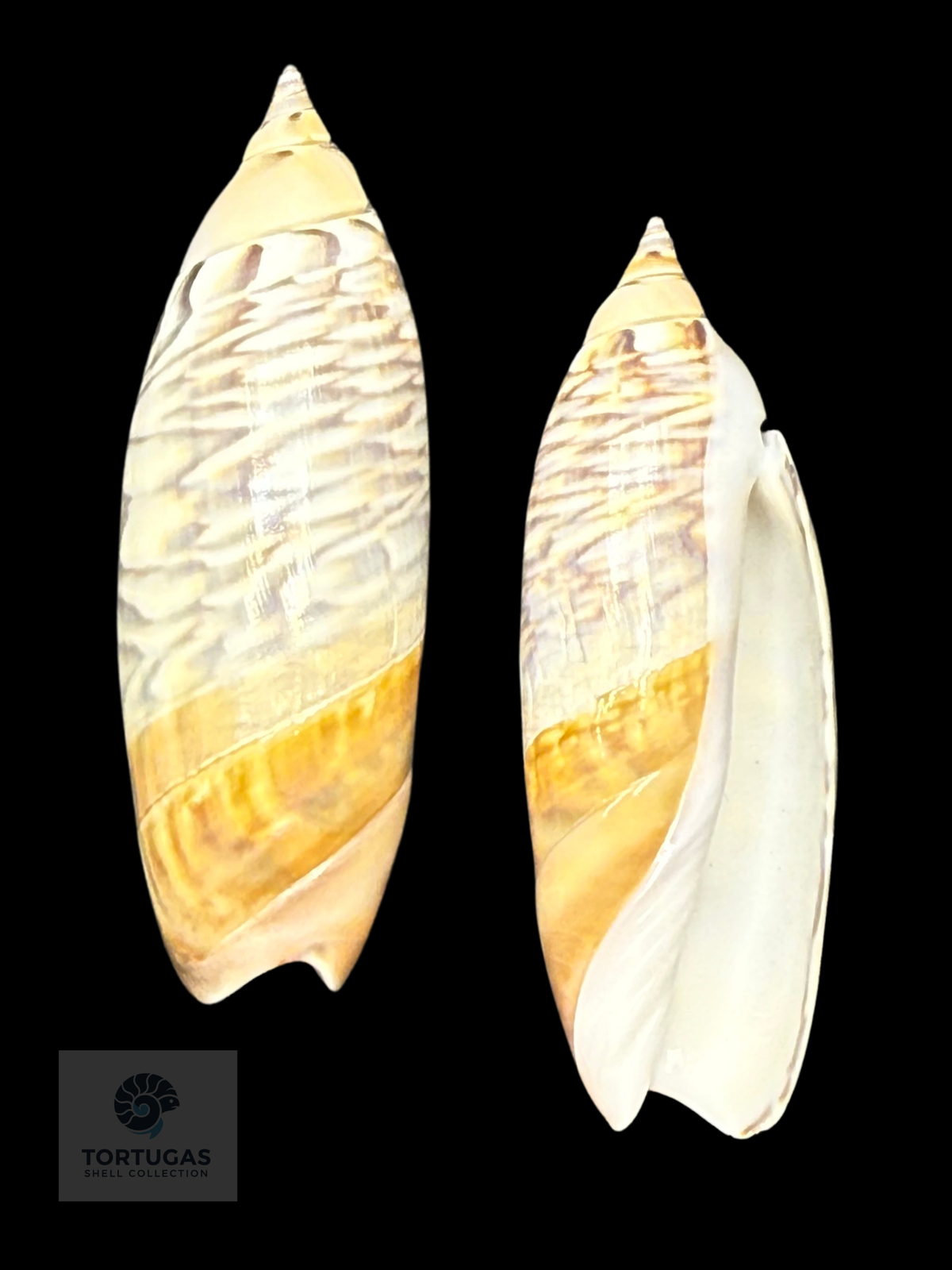 Agaronia lutaria 54.91mm F++ Indonesia