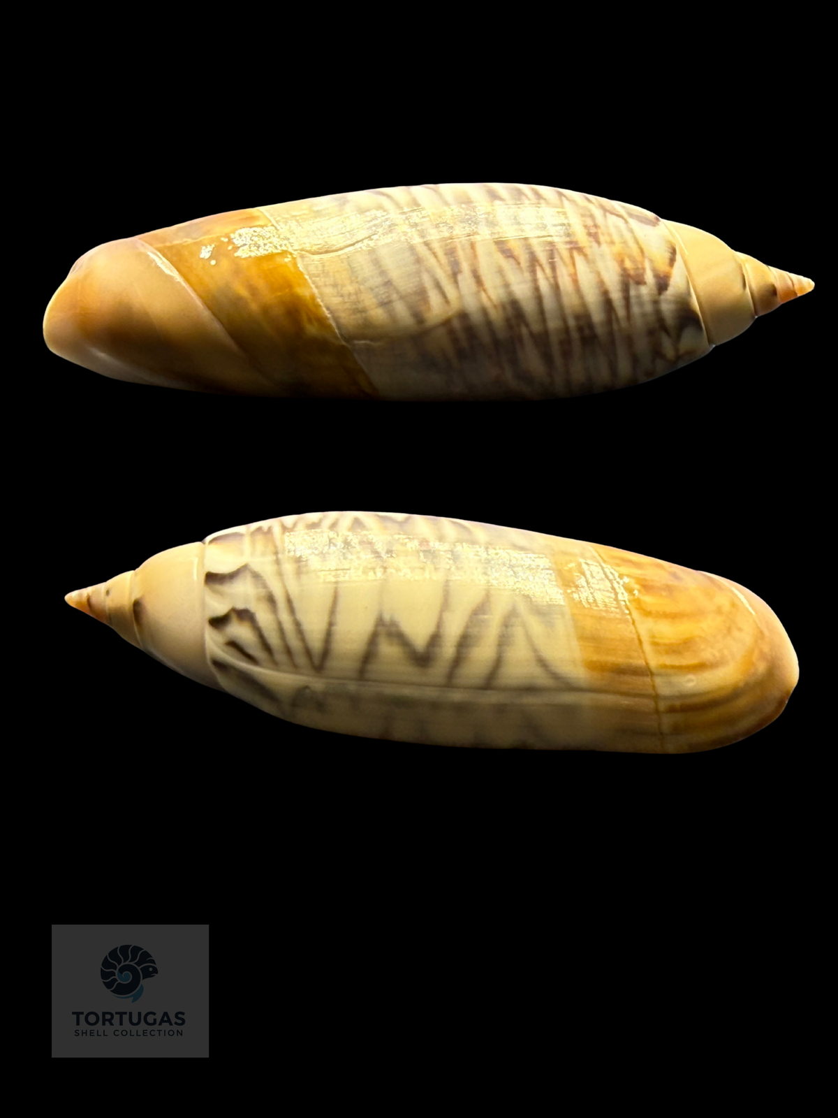 Agaronia lutaria 54.91mm F++ Indonesia