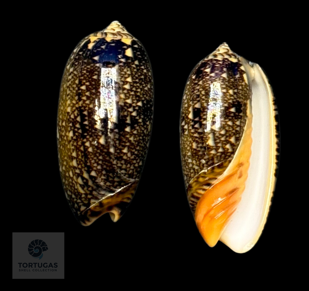 Oliva reticulata 33.31mm F++ Indonesia