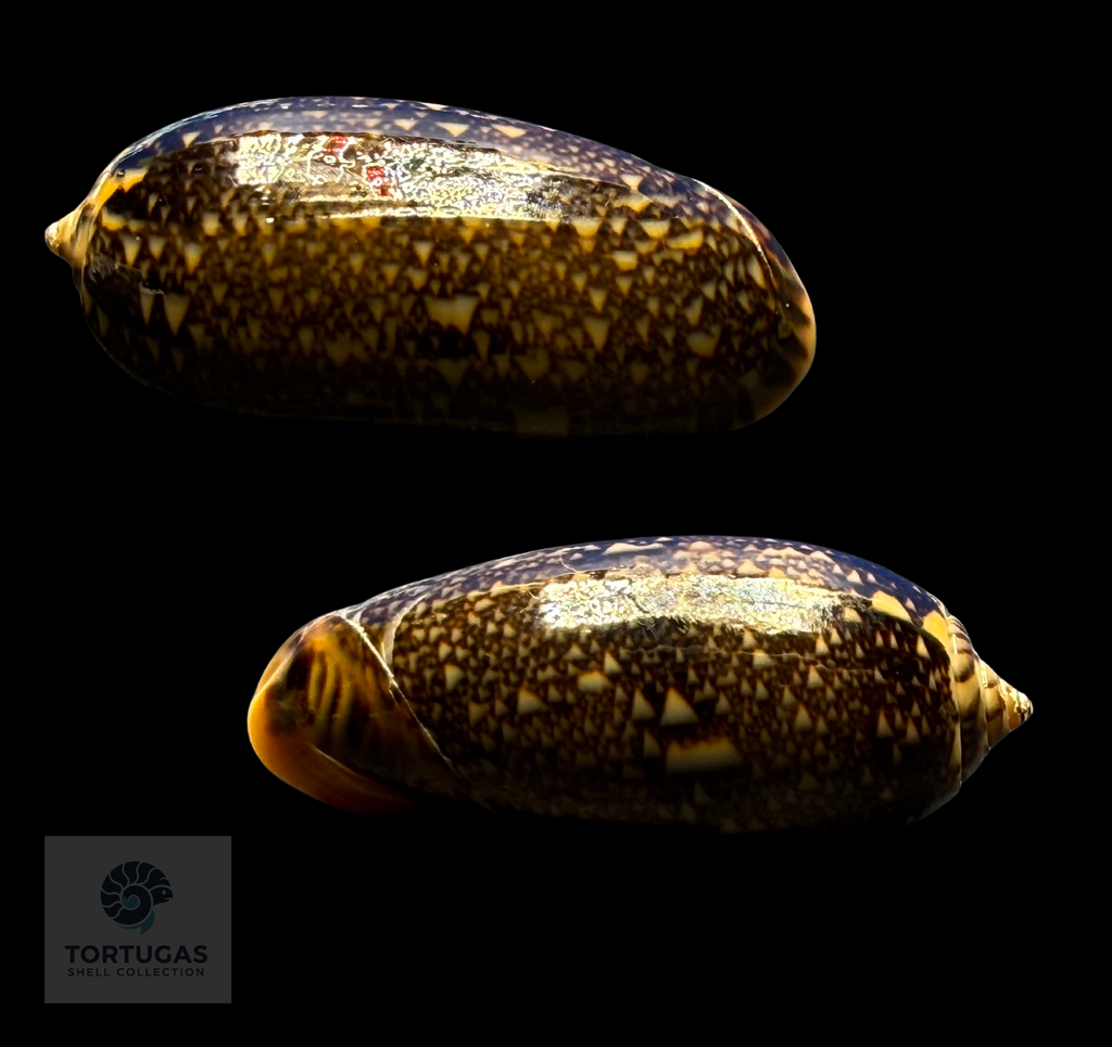 Oliva reticulata 33.31mm F++ Indonesia