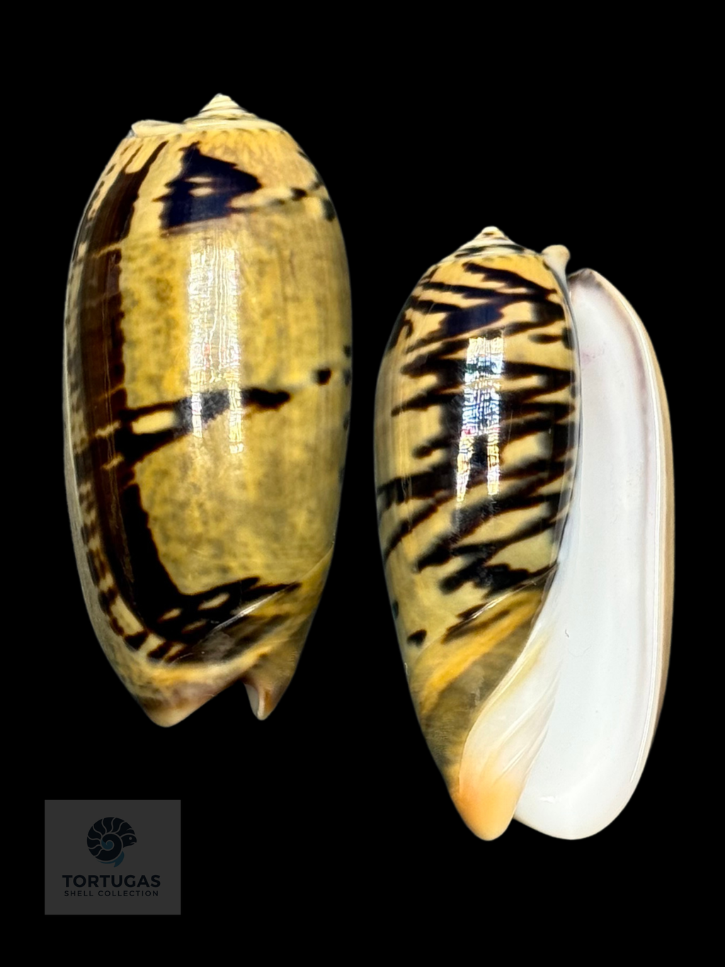 Oliva vidua 50.38mm F++/Gem Indonesia