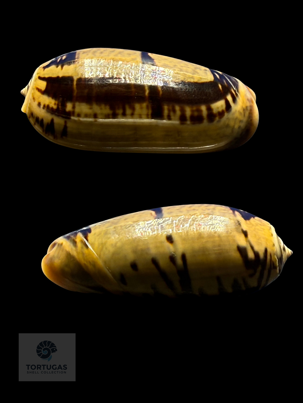 Oliva vidua 50.38mm F++/Gem Indonesia
