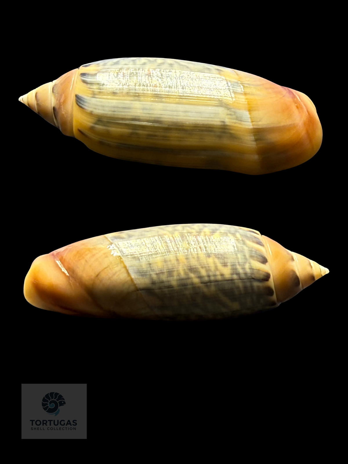 Agaronia java 52.20mm F++ Topotype Indonesia
