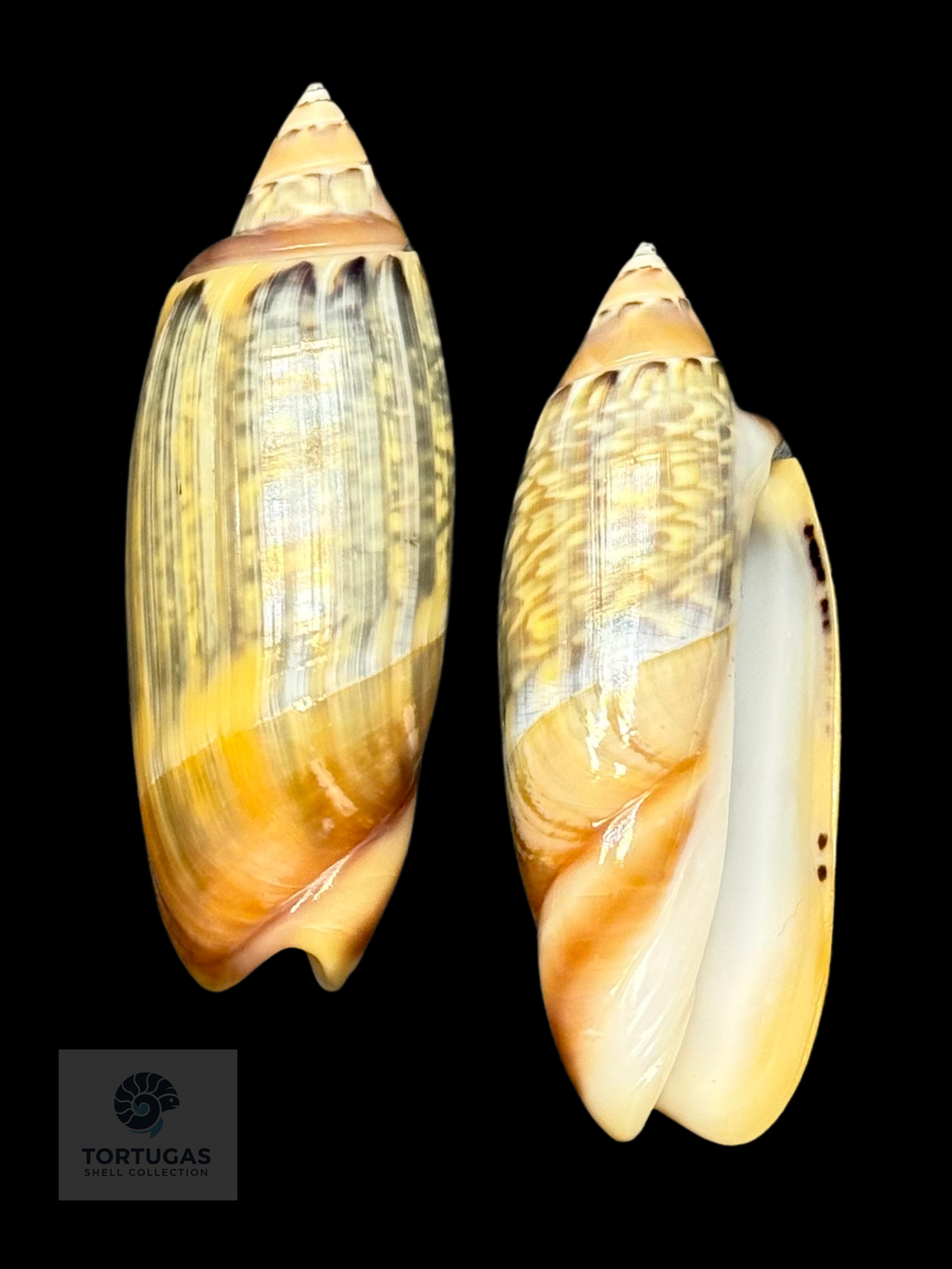 Agaronia java 53.00mm F++ Topotype Indonesia