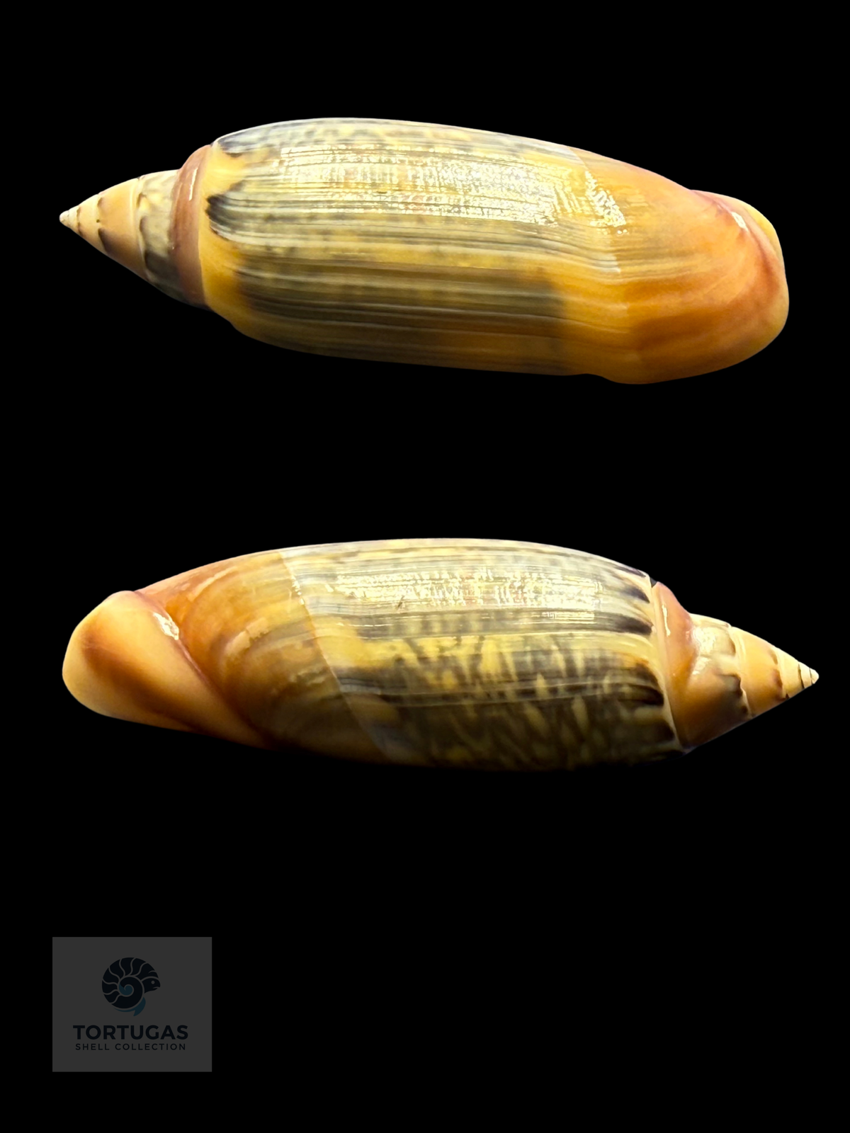 Agaronia java 53.00mm F++ Topotype Indonesia