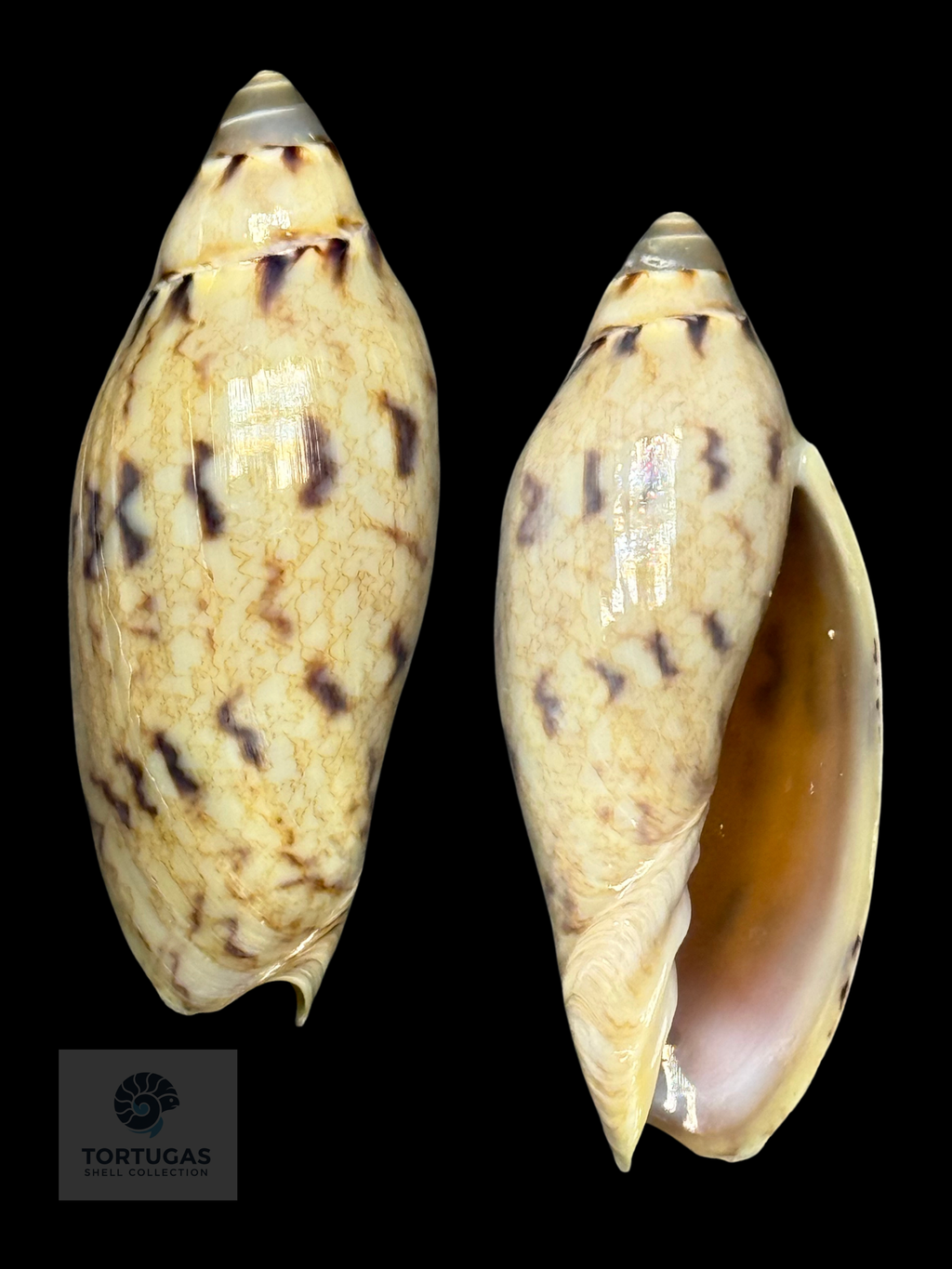 Amoria peregrina 46.38mm F++ Newly Described 2025