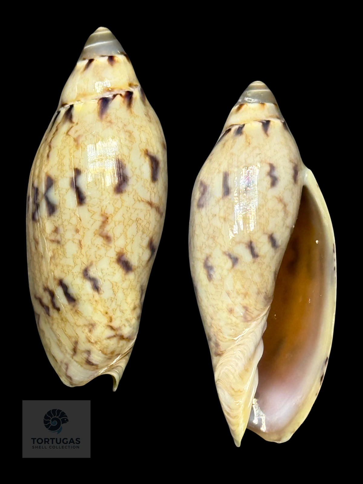 Amoria peregrina 46.38mm F++ Newly Described 2025