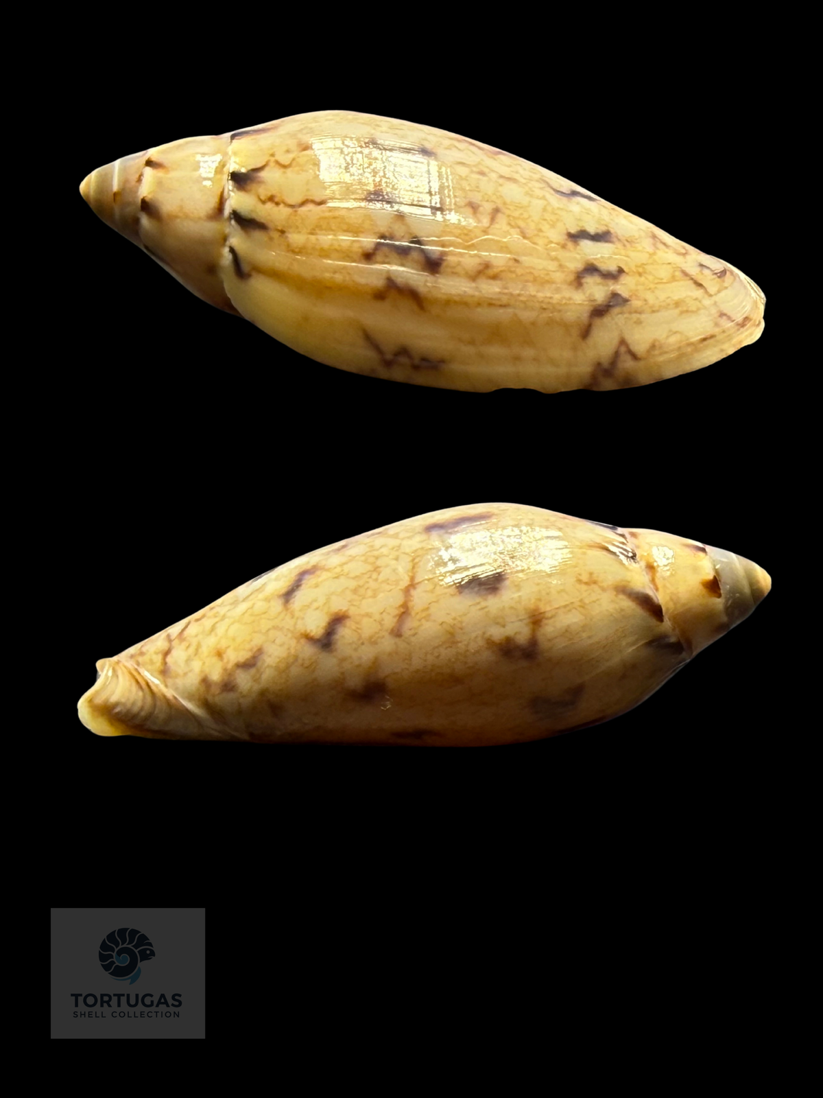 Amoria peregrina 46.38mm F++ Newly Described 2025