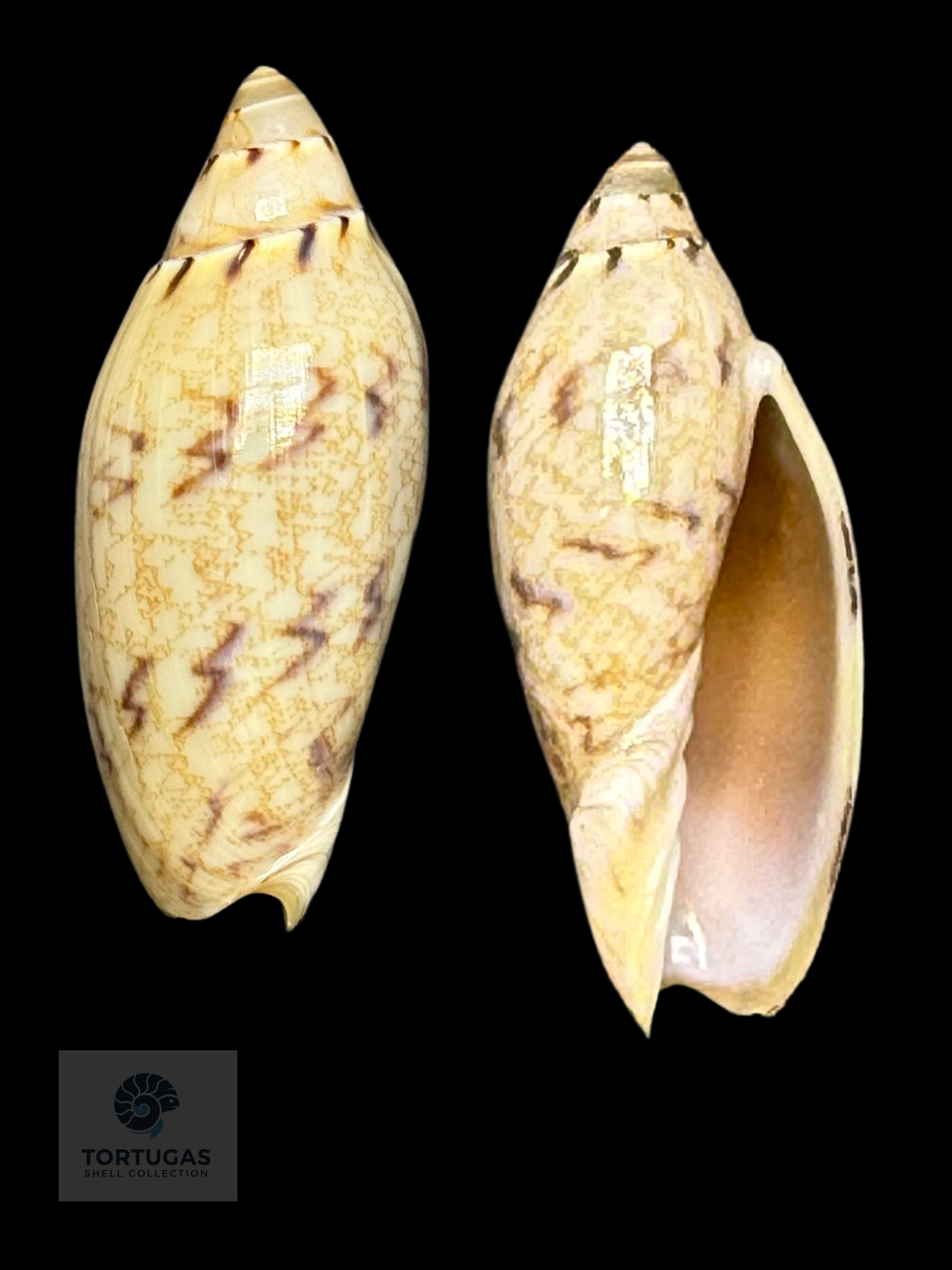 Amoria peregrina 49.81mm F++ Newly Described
