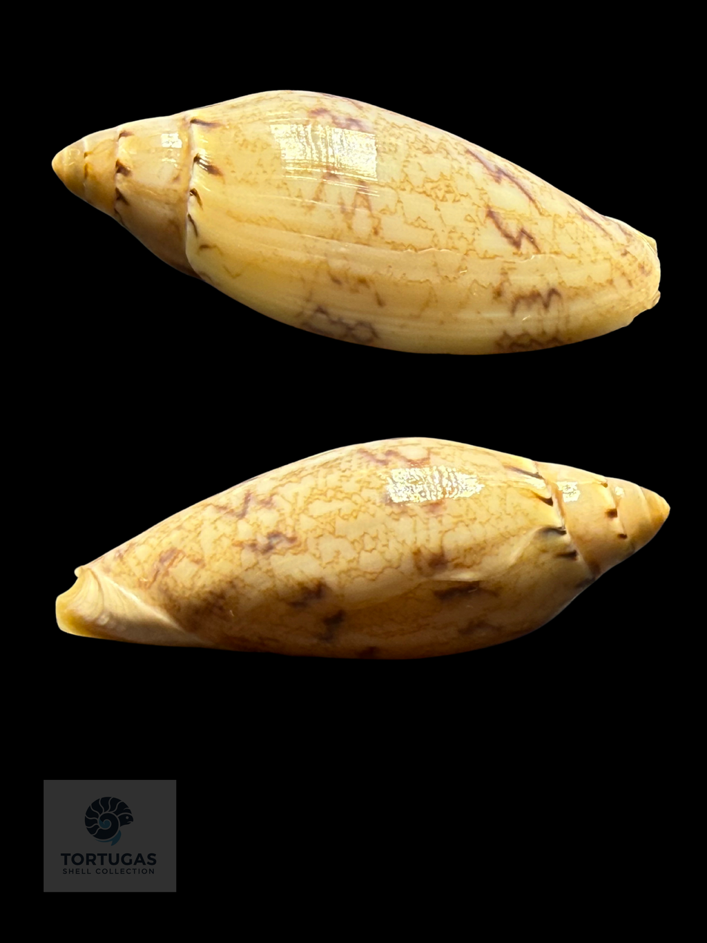 Amoria peregrina 49.81mm F++ Newly Described