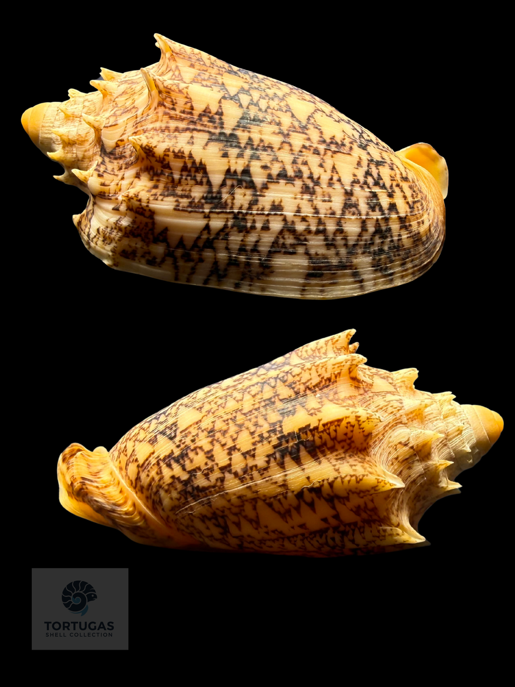 Cymbiola chrysostoma 61.39mm F++/Gem