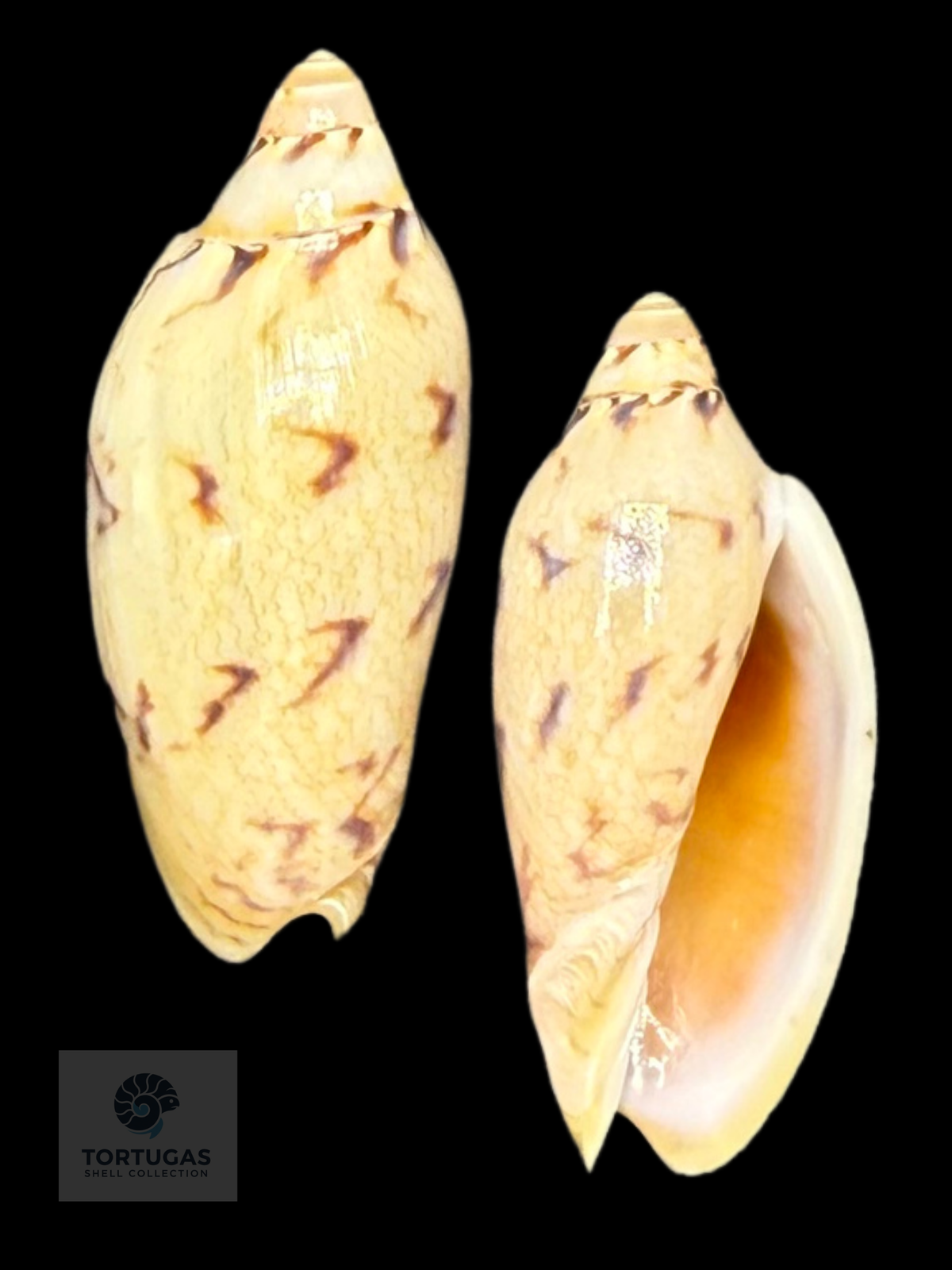 Amoria peregrina 46.20mm F++ Newly Described