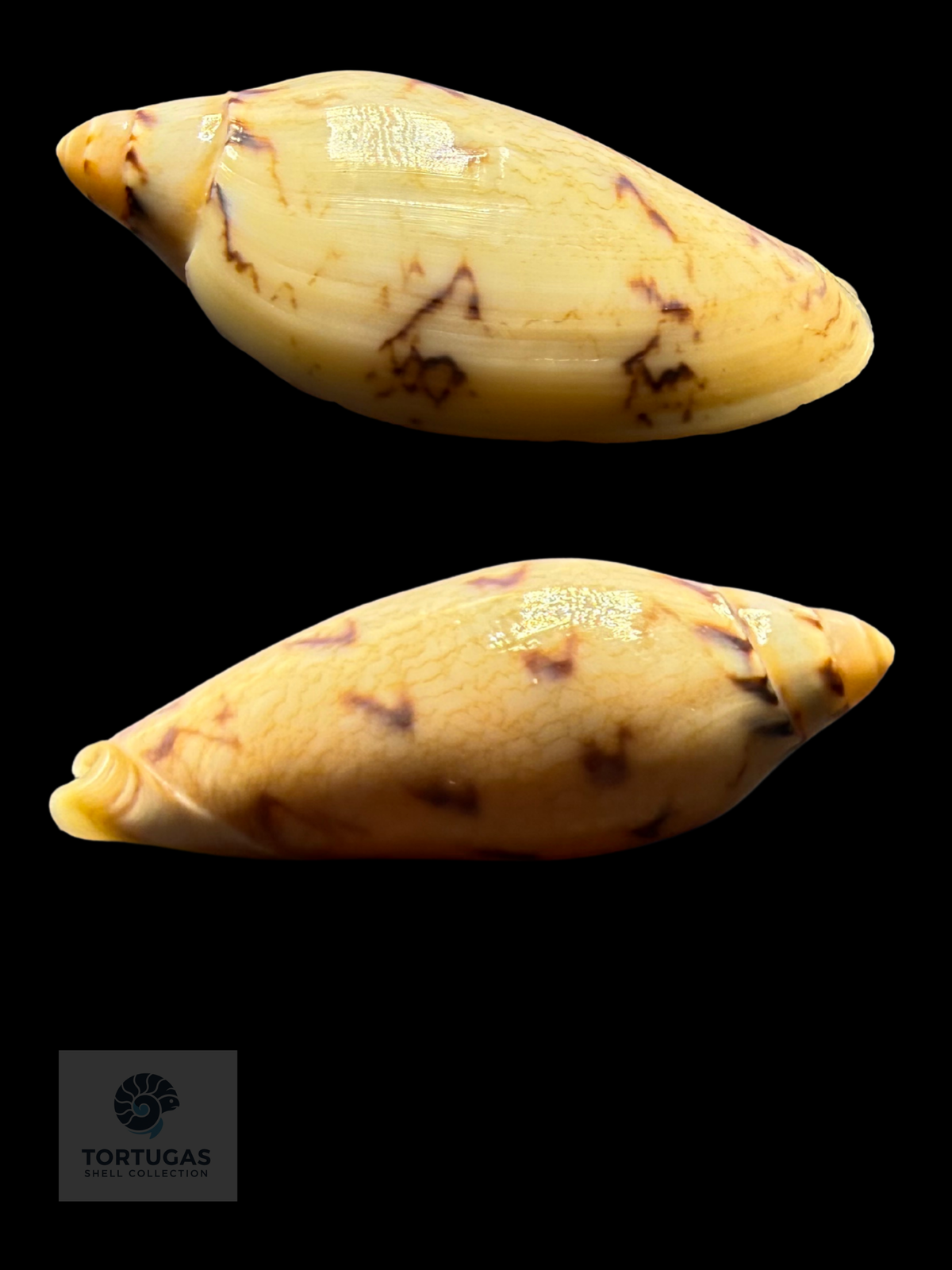 Amoria peregrina 46.20mm F++ Newly Described