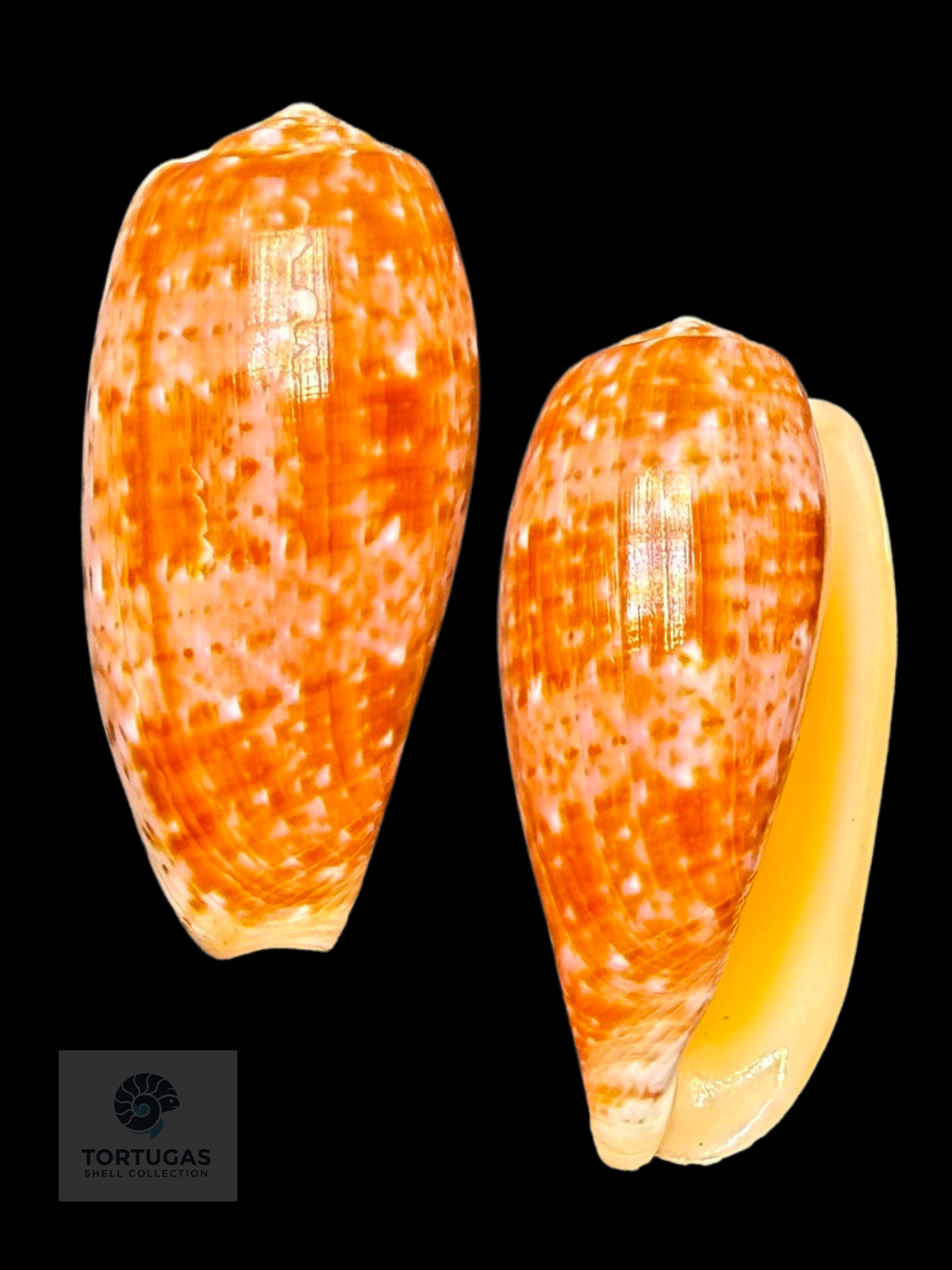 Conus bullatus 57.11mm F++/Gem