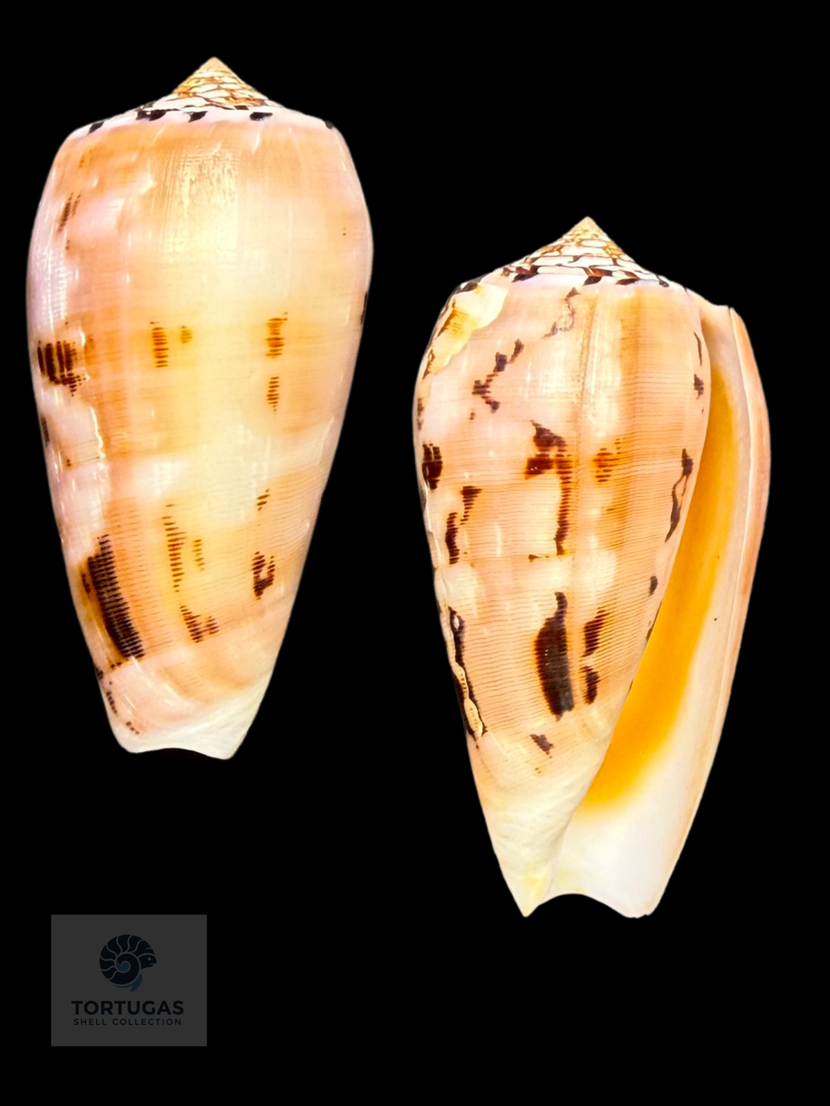 Conus floridus 64.90mm F++