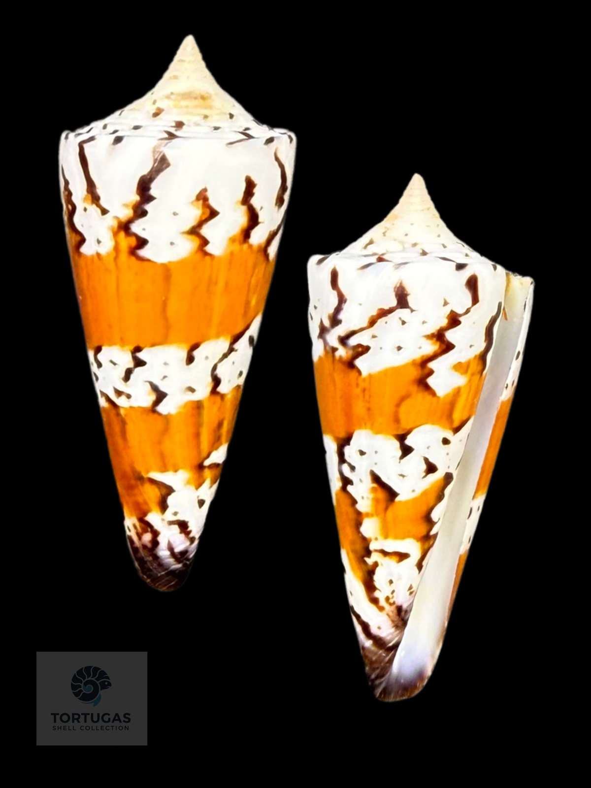 Conus generalis 50.66mm F++