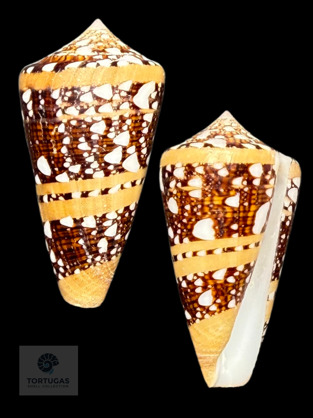 Conus ammiralis 53.62mm F++/Gem