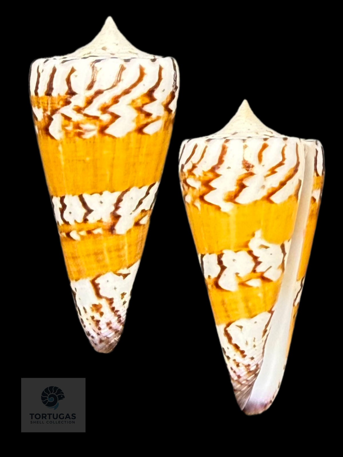 Conus generalis 54.35mm F++