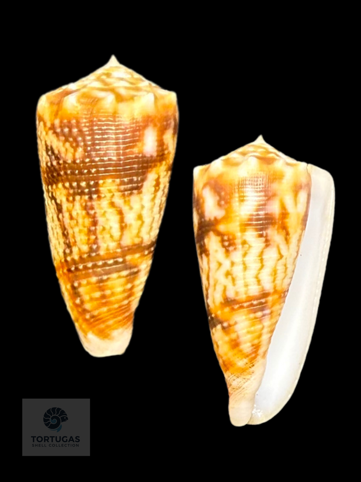 Conus moluccensis 41.41mm F++/Gem