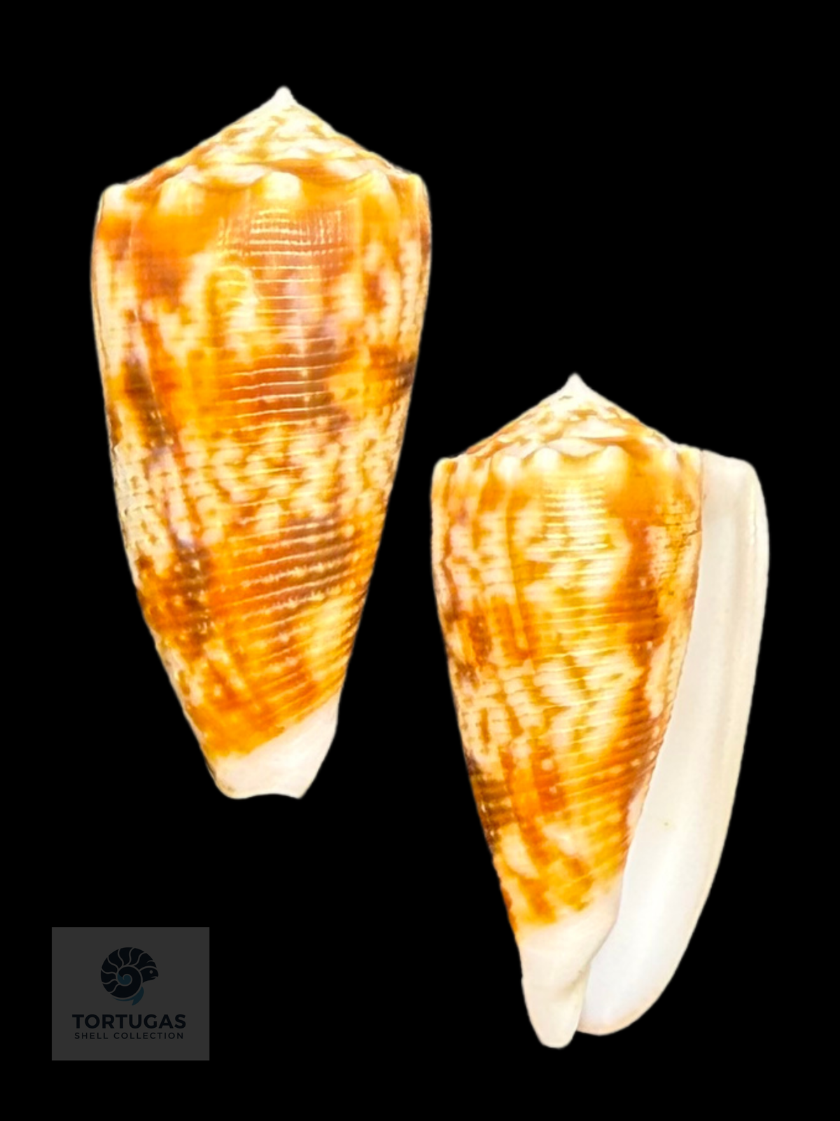 Conus moluccensis 41.60mm F++/Gem