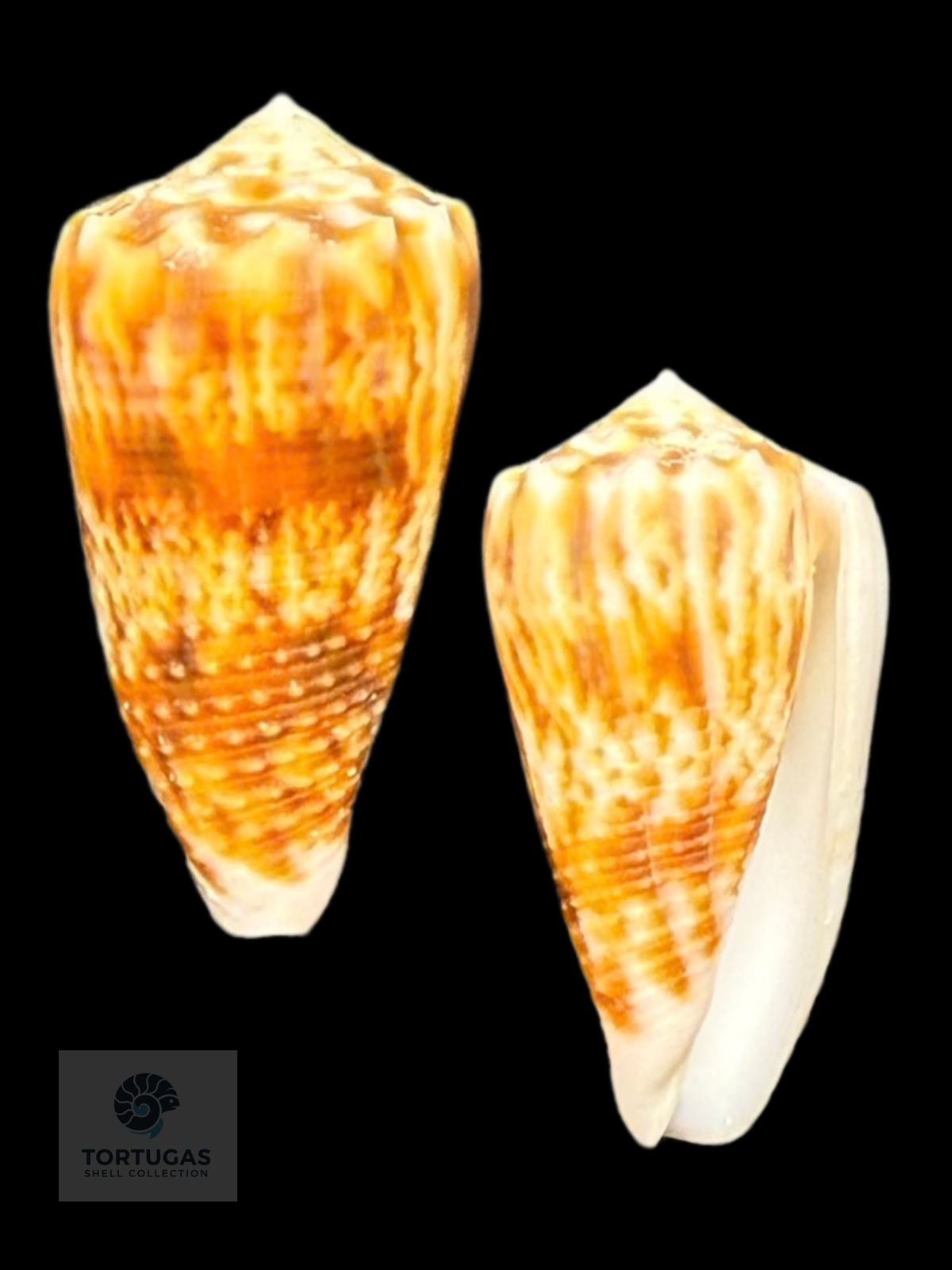 Conus moluccensis 40.07mm F++/Gem