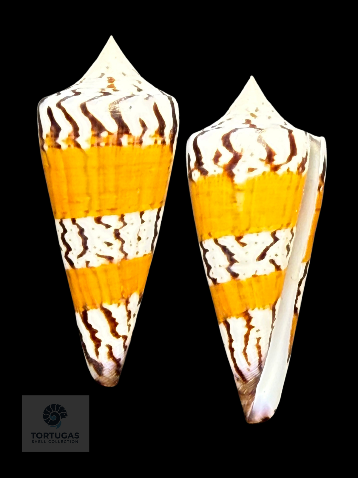 Conus generalis 57.68mm F++