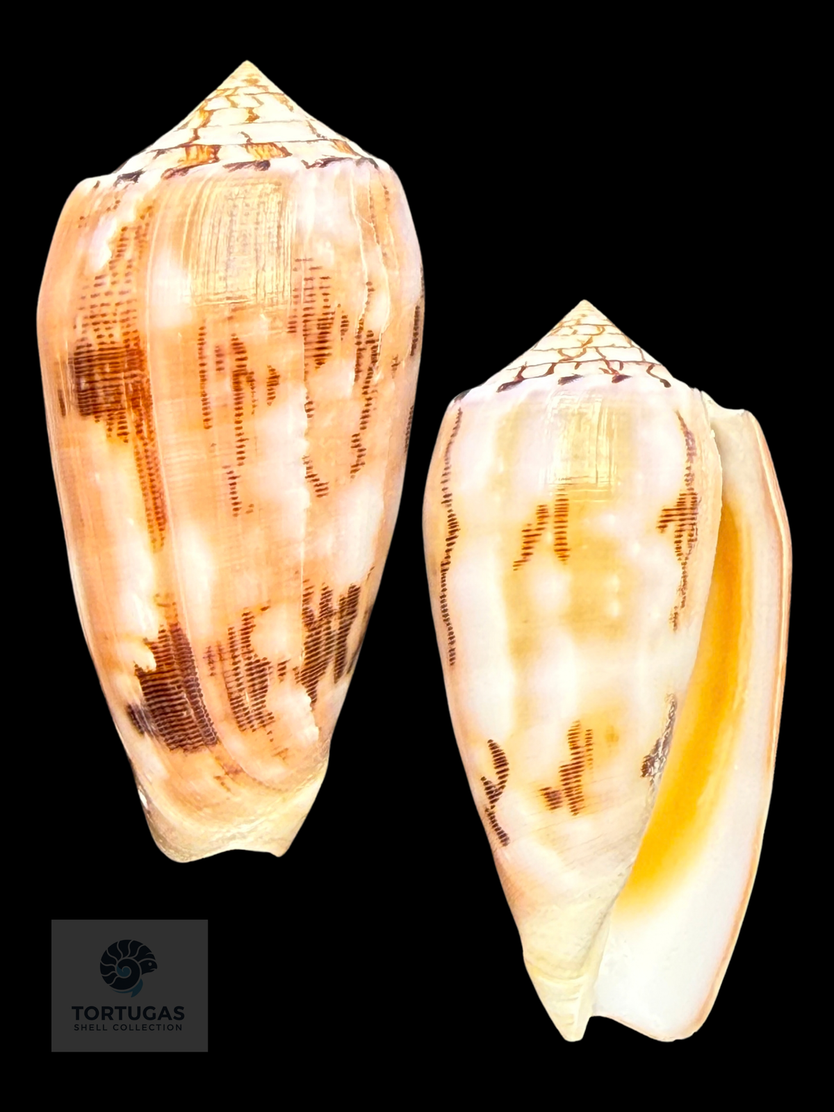 Conus floridus 61.57mm F++