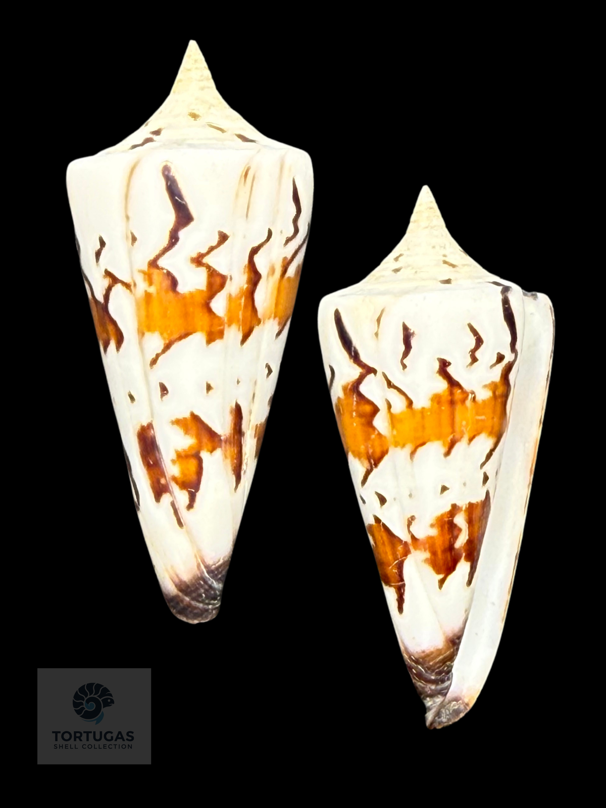 Conus generalis 51.50mm F++