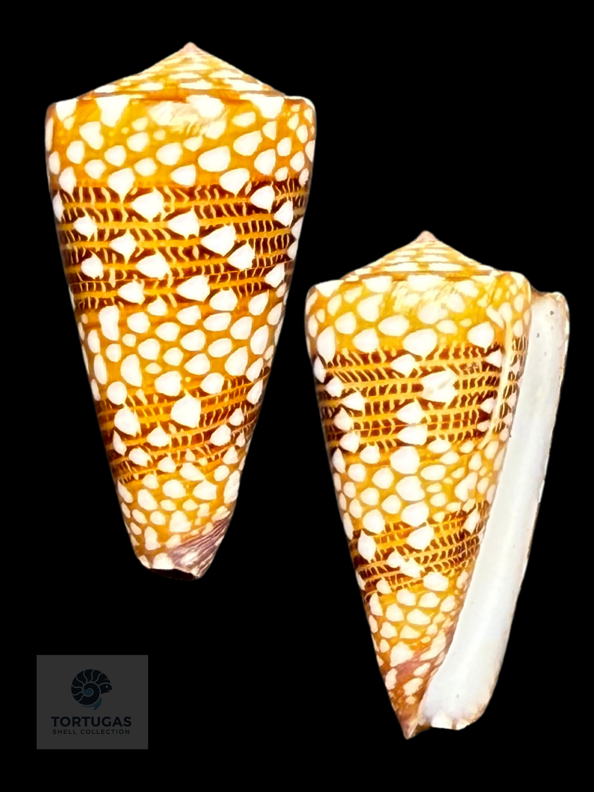 Conus victor 38.35 mm F++/Gem