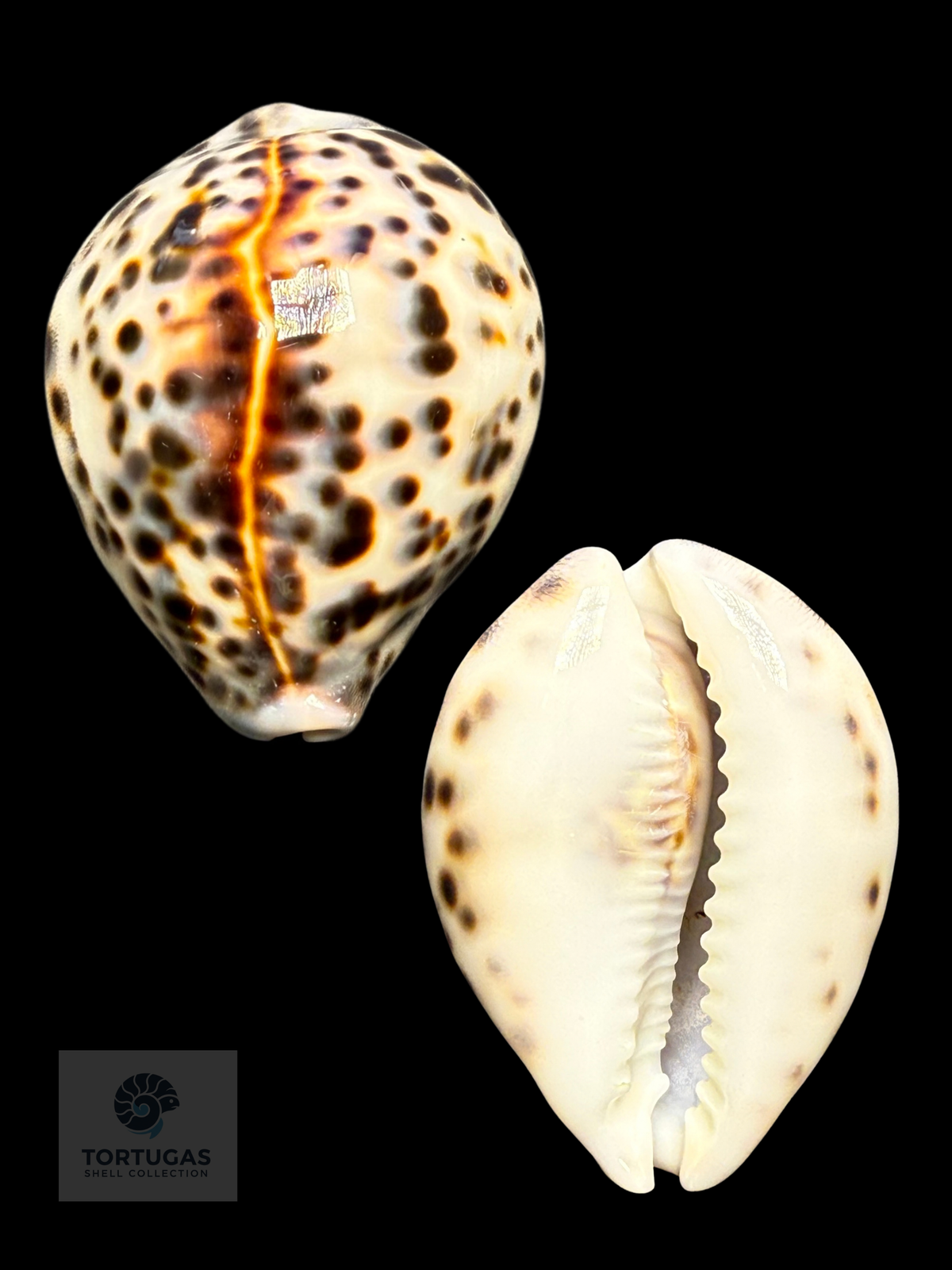 Cypraea tigris 69.56 mm Gem