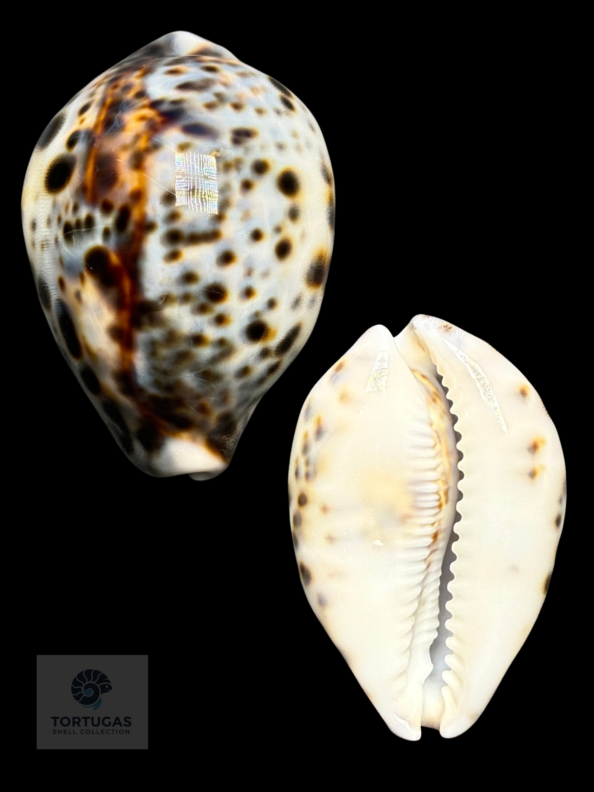 Cypraea tigris 68.13 mm Gem