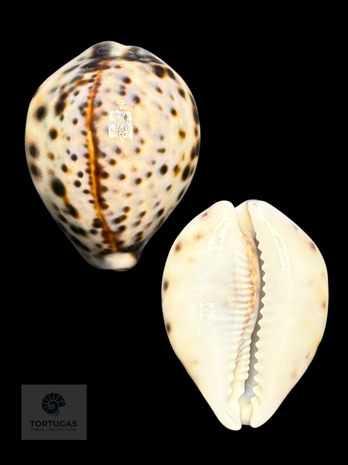 Cypraea tigris 55.33 mm Gem