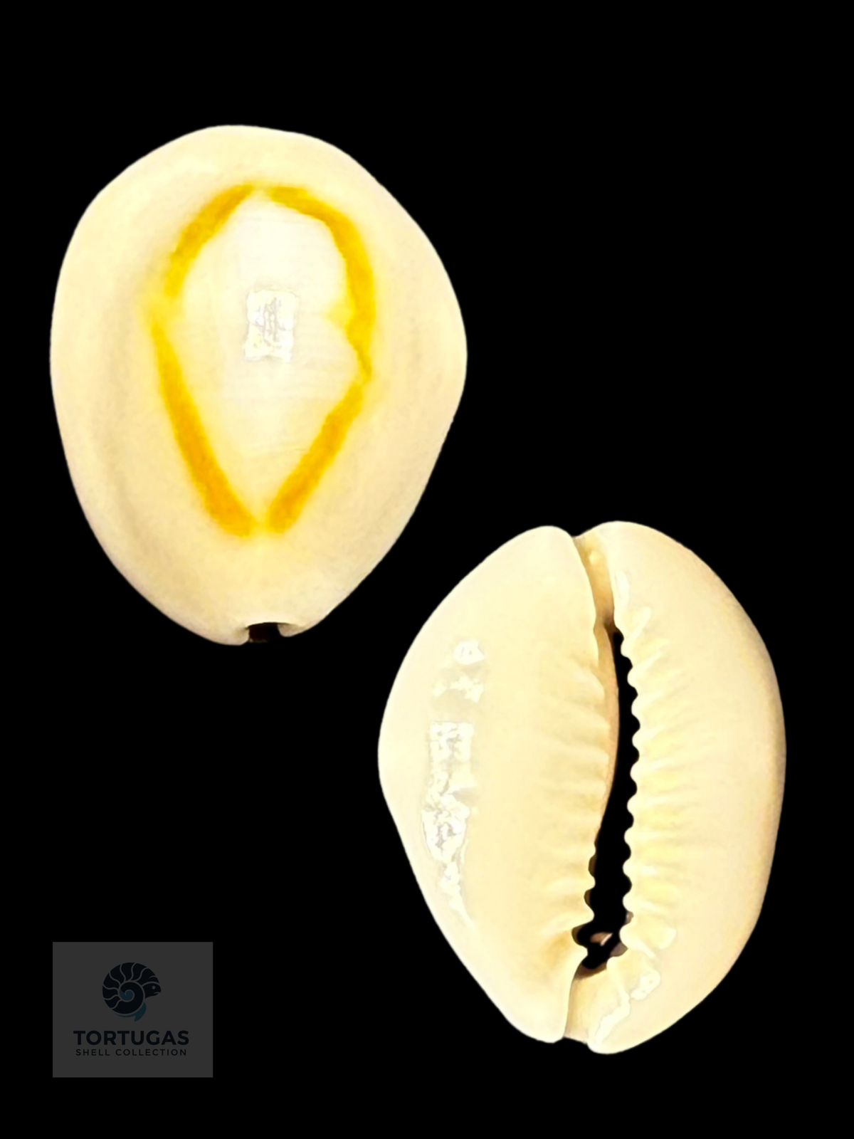 Monetaria annulus 26.57 mm Gem