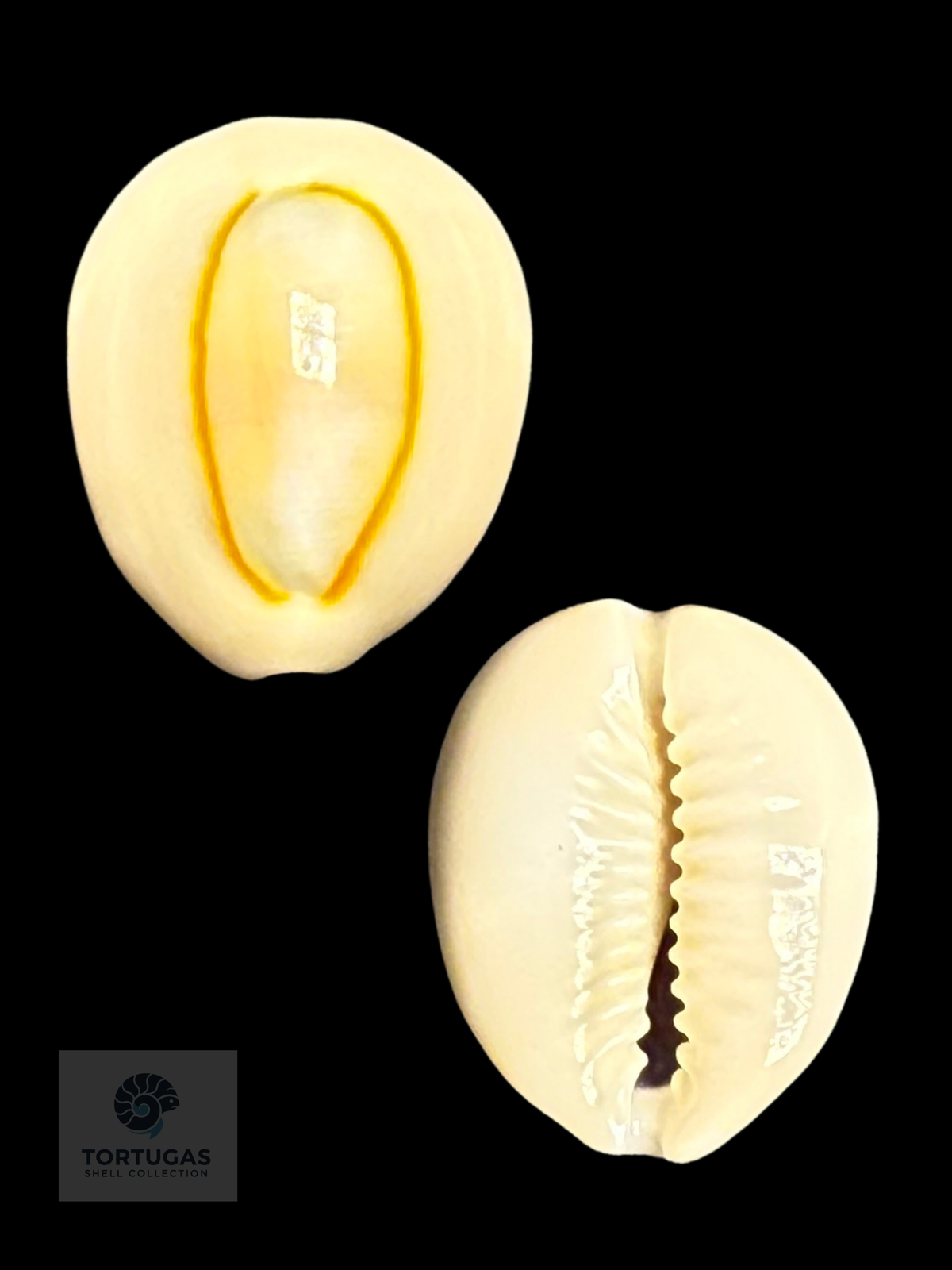 Monetaria annulus 26.62 mm Gem