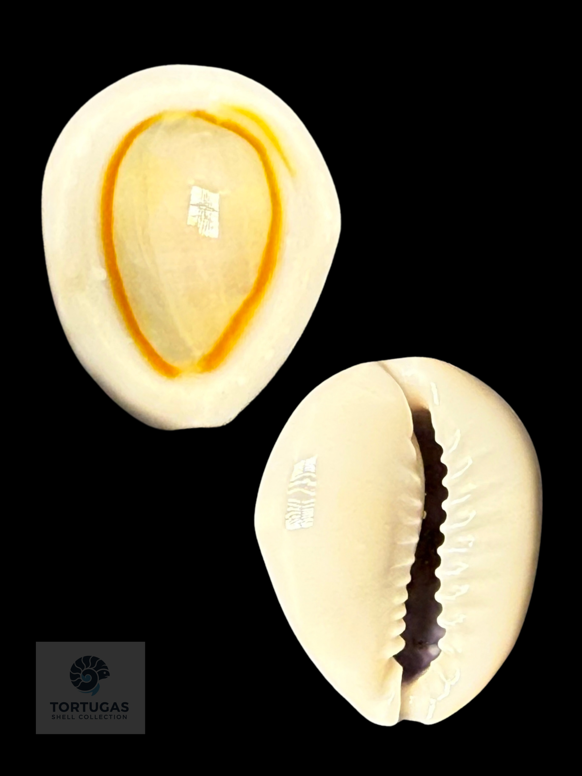 Monetaria annulus 22.50 mm Gem