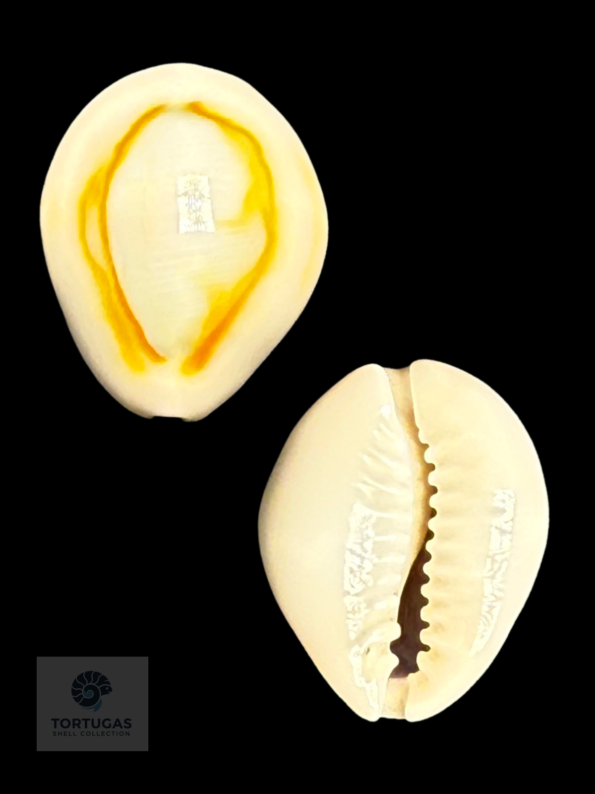 Monetaria annulus 23.58 mm Gem